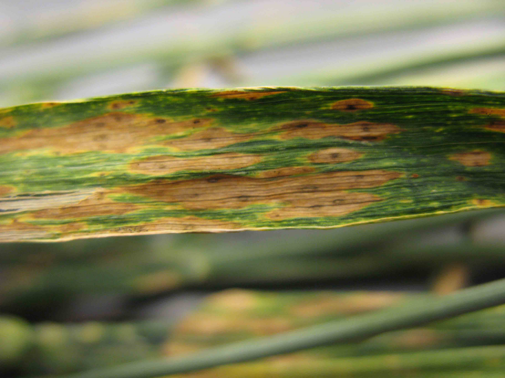 Septoria tritici Blotch of Wheat
