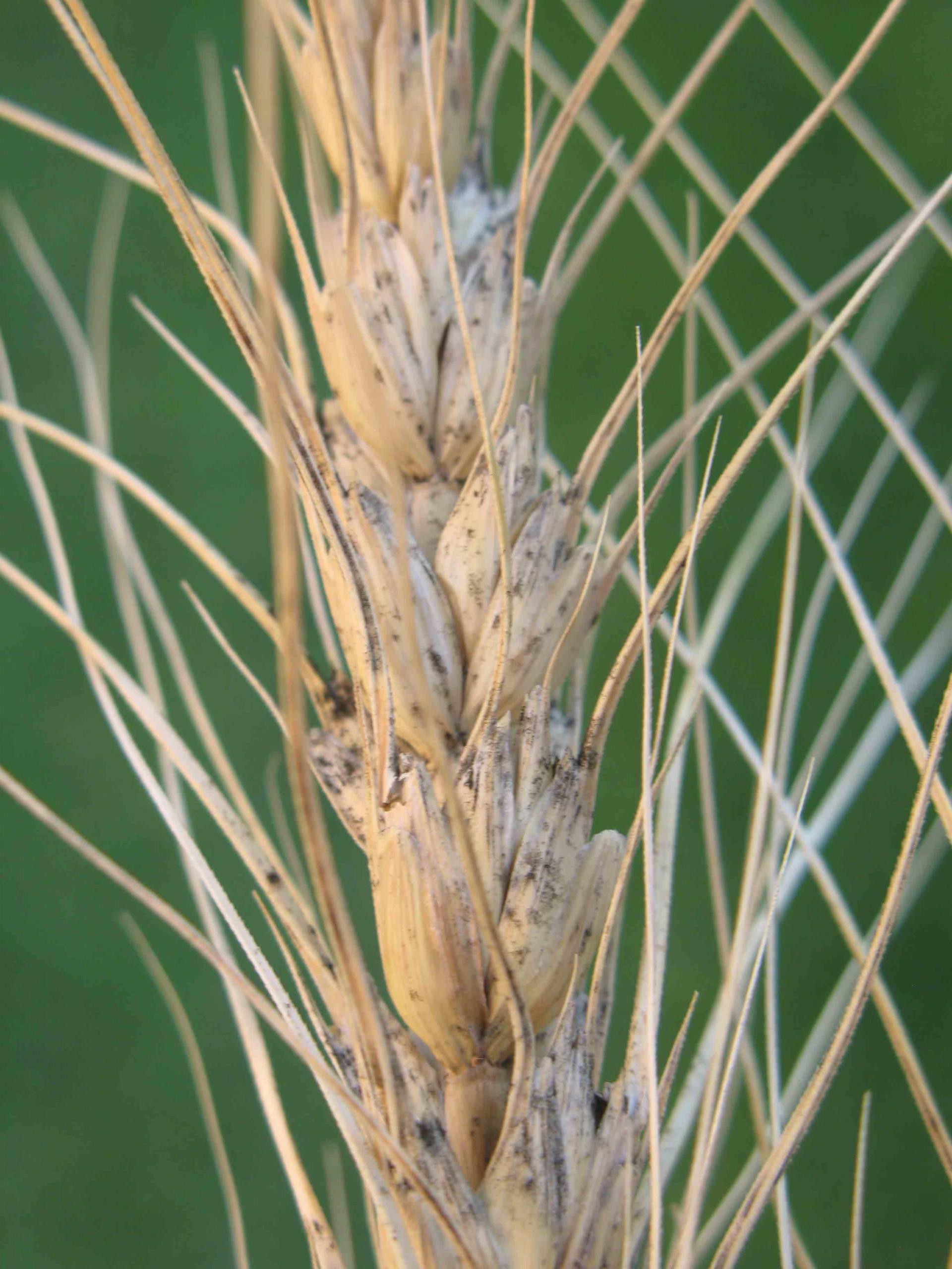 Black Head Molds of Wheat