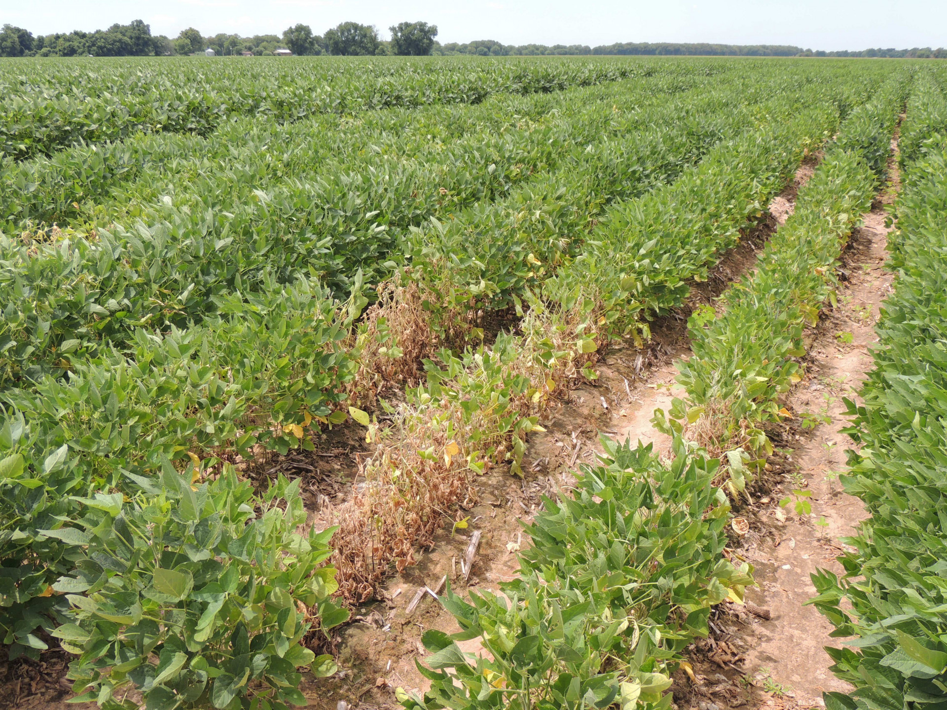 Southern Blight of Soybeans