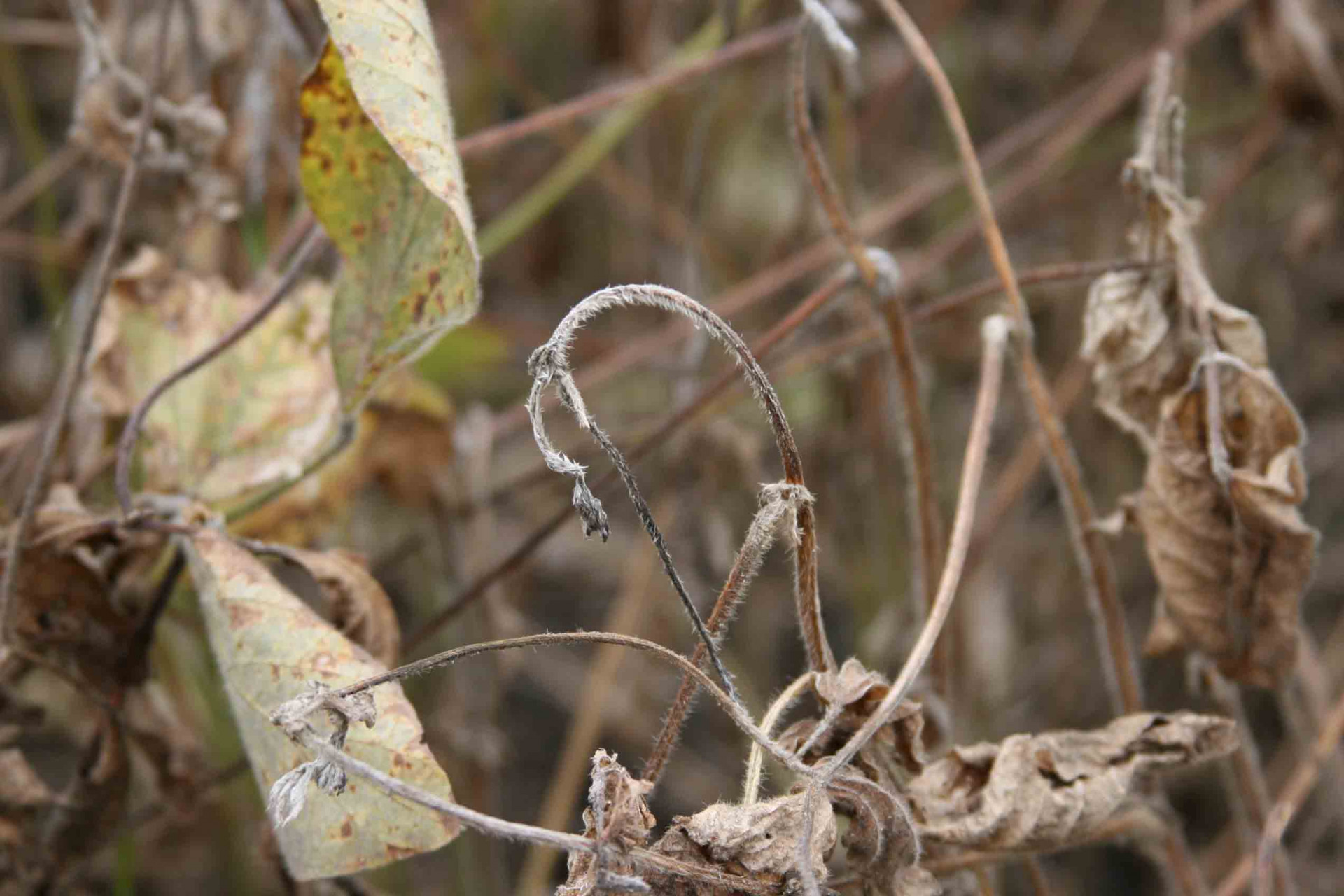 Tobacco Ringspot of Soybean