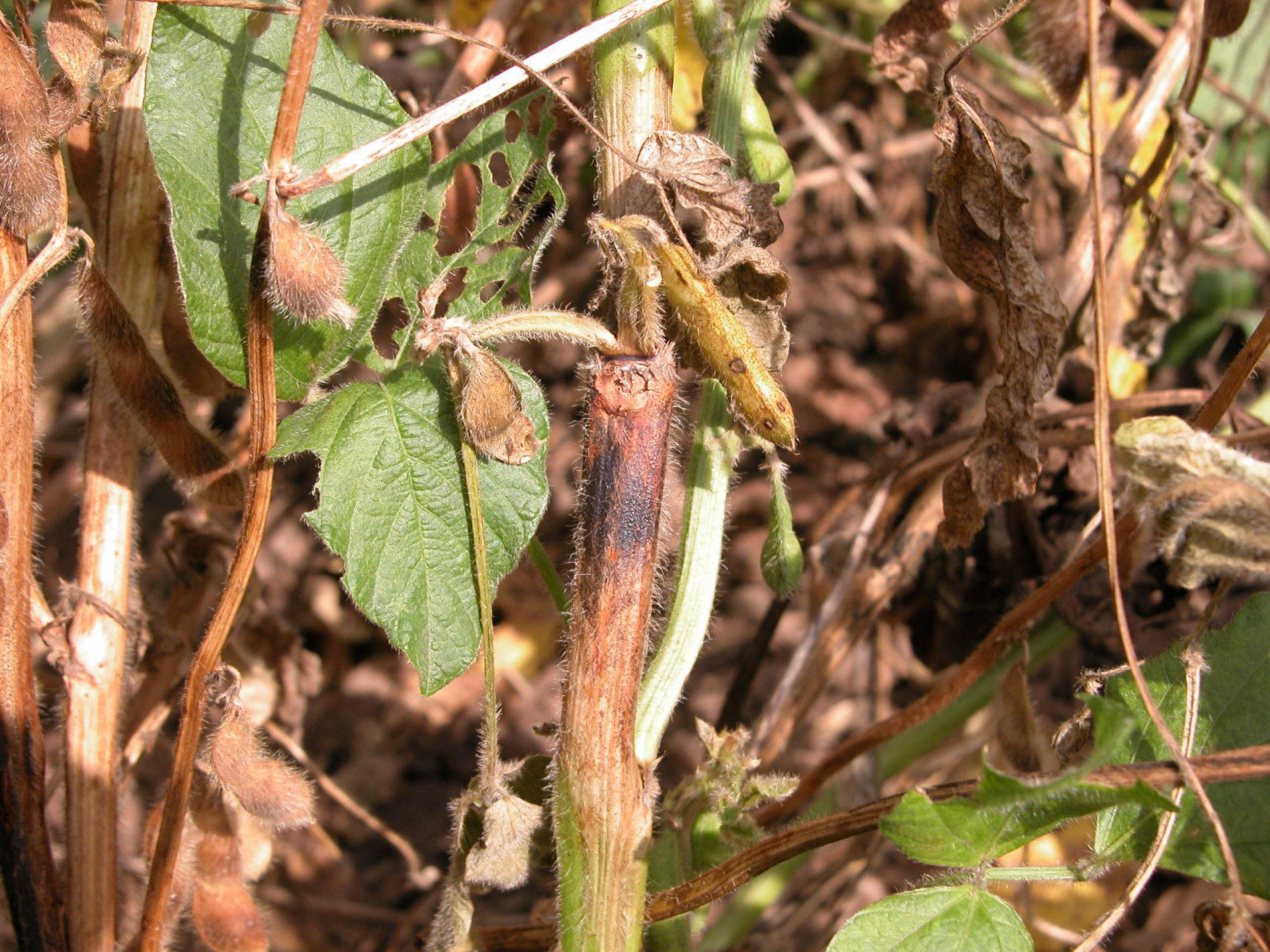 Stem Canker of Soybean