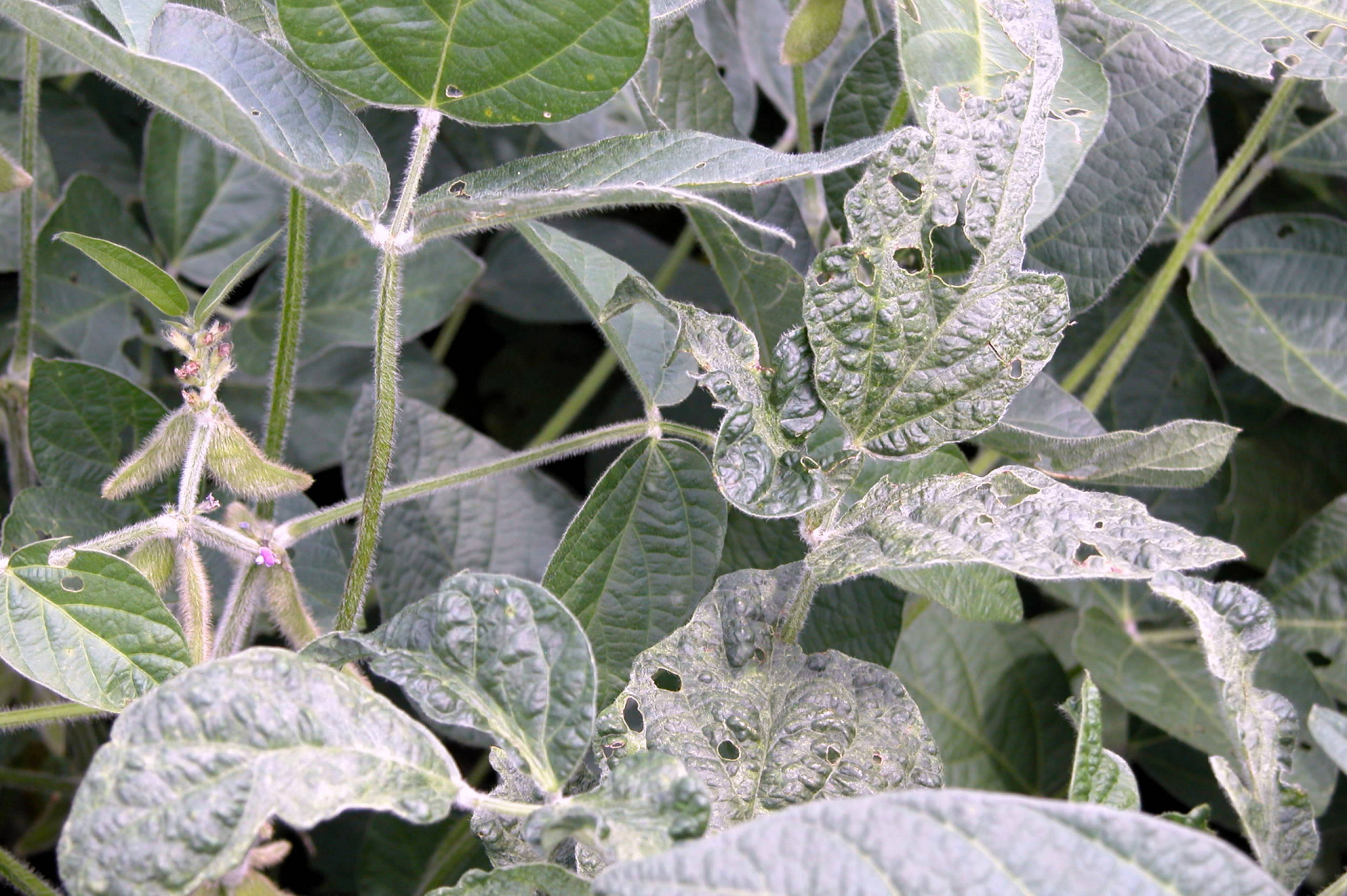 Soybean Mosaic of Soybean