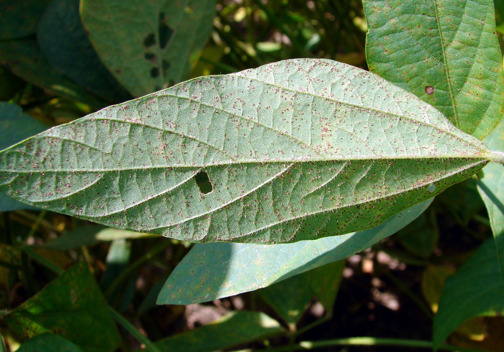 Soybean Rust of Soybean