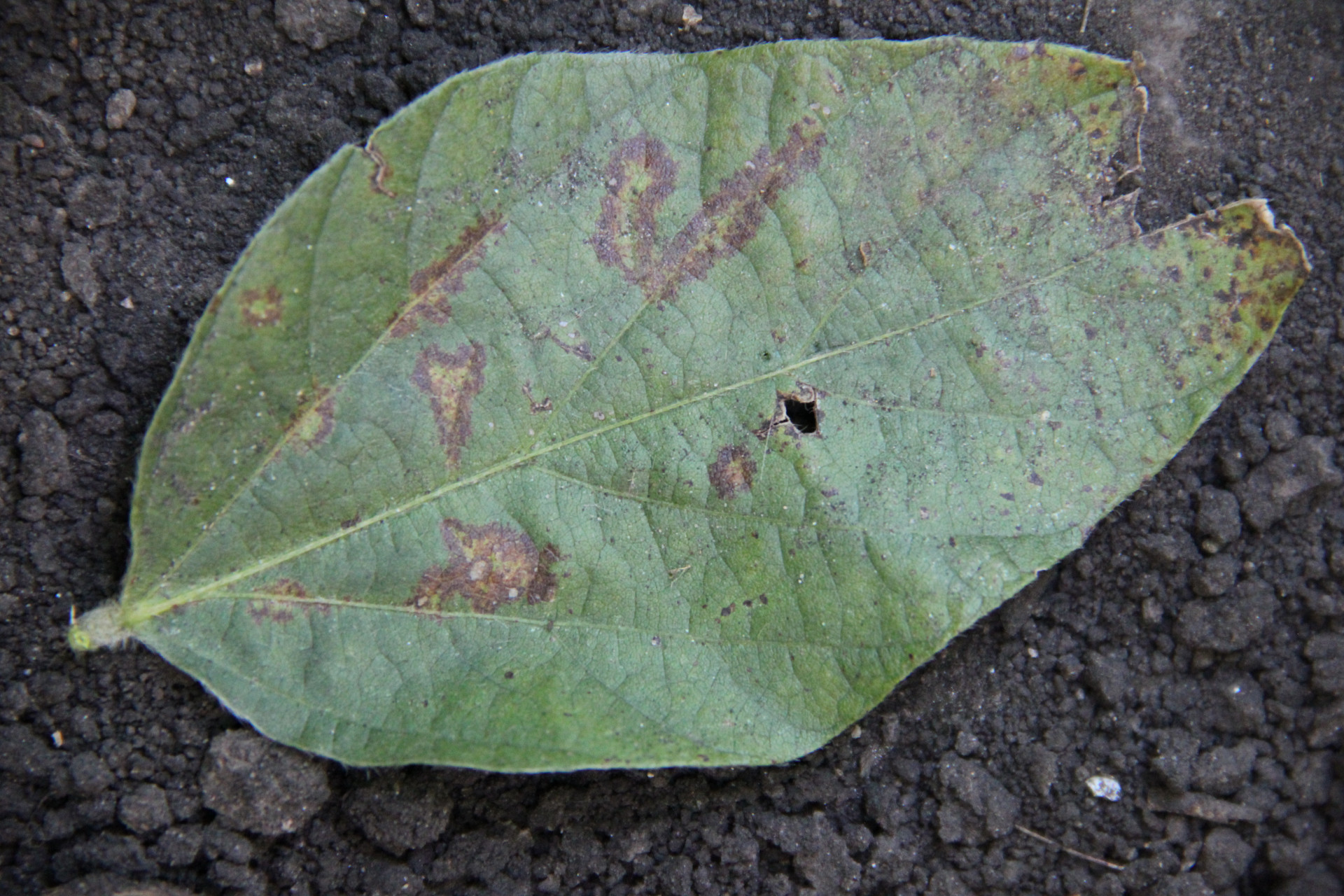 Soybean Vein Necrosis of Soybean