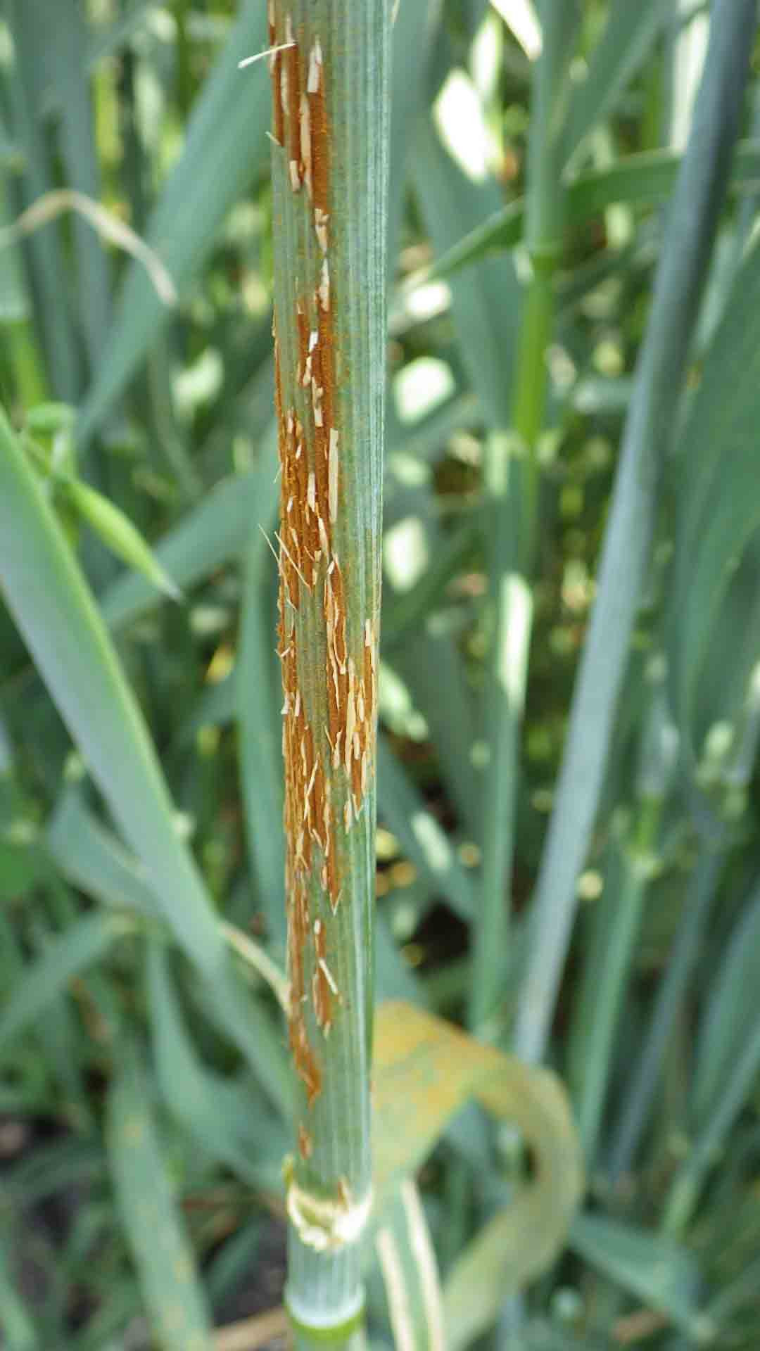 Stem Rust of Wheat