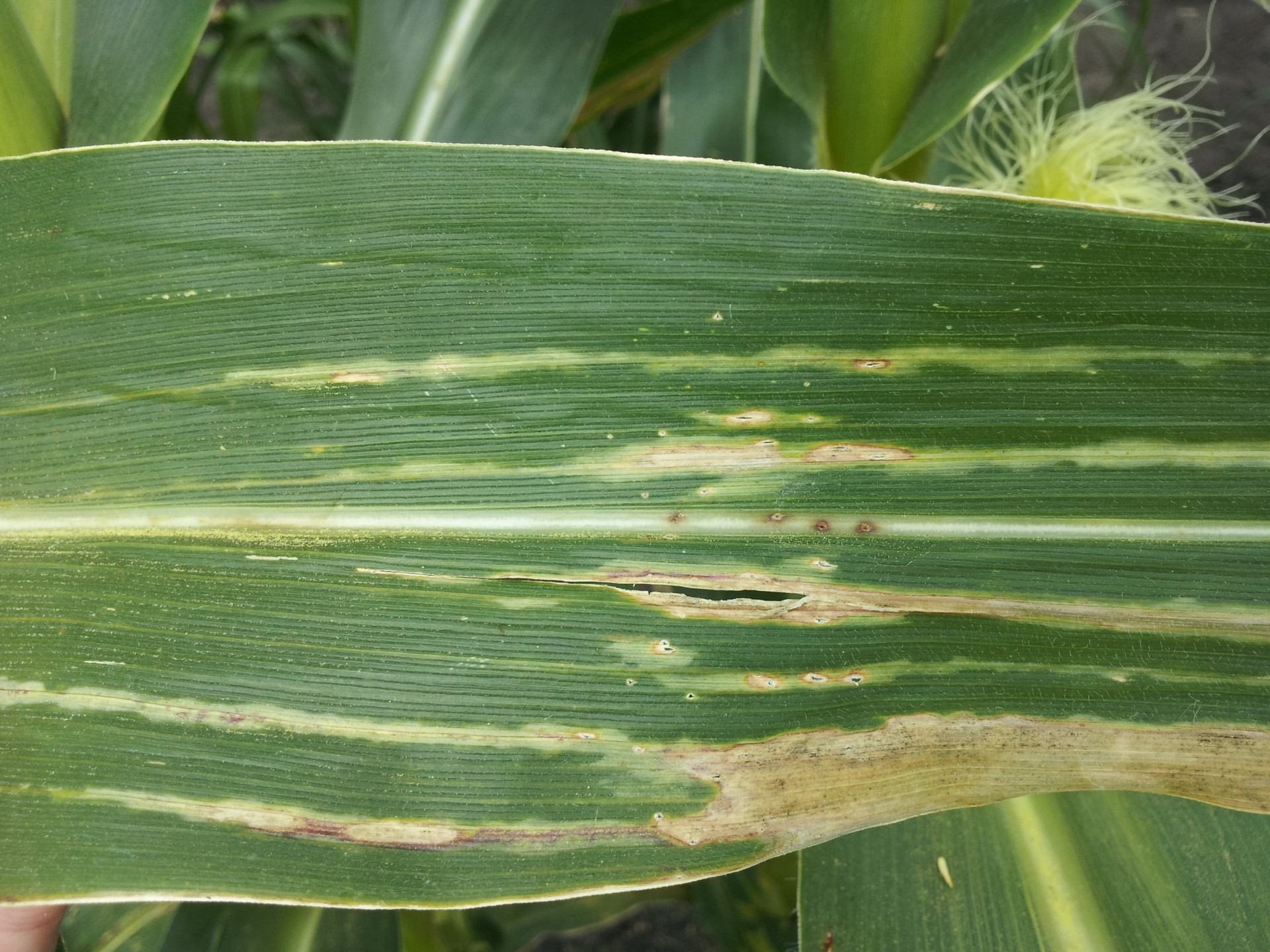 Stewart's Disease of Corn