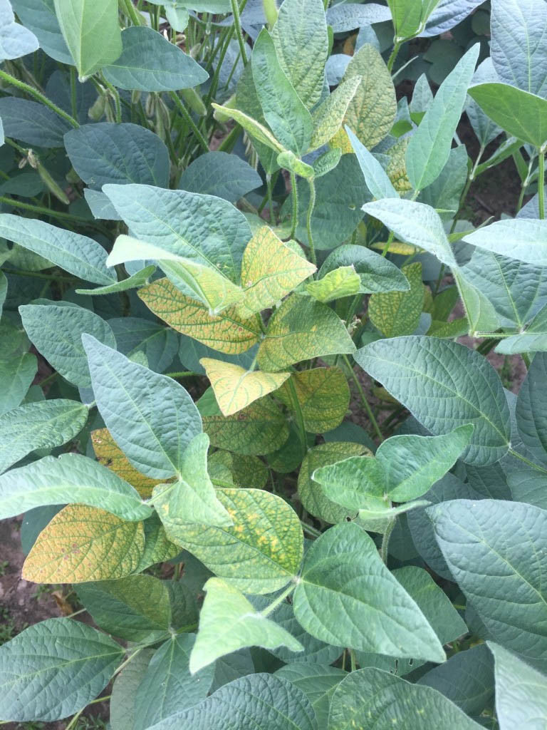 Taproot Decline of Soybean