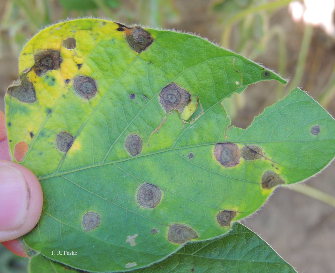 Target Spot of Soybean