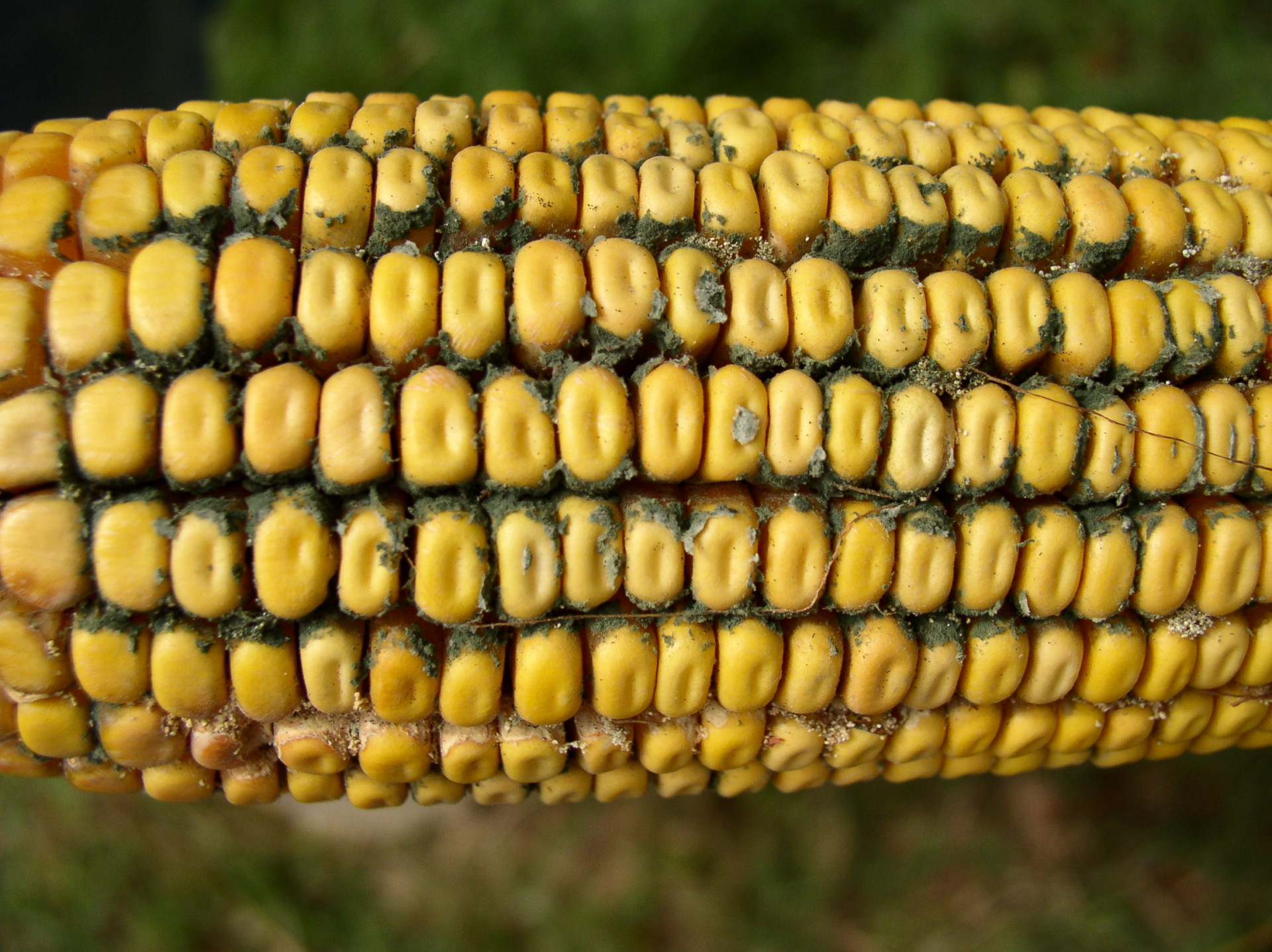 Trichoderma Ear Rot of Corn