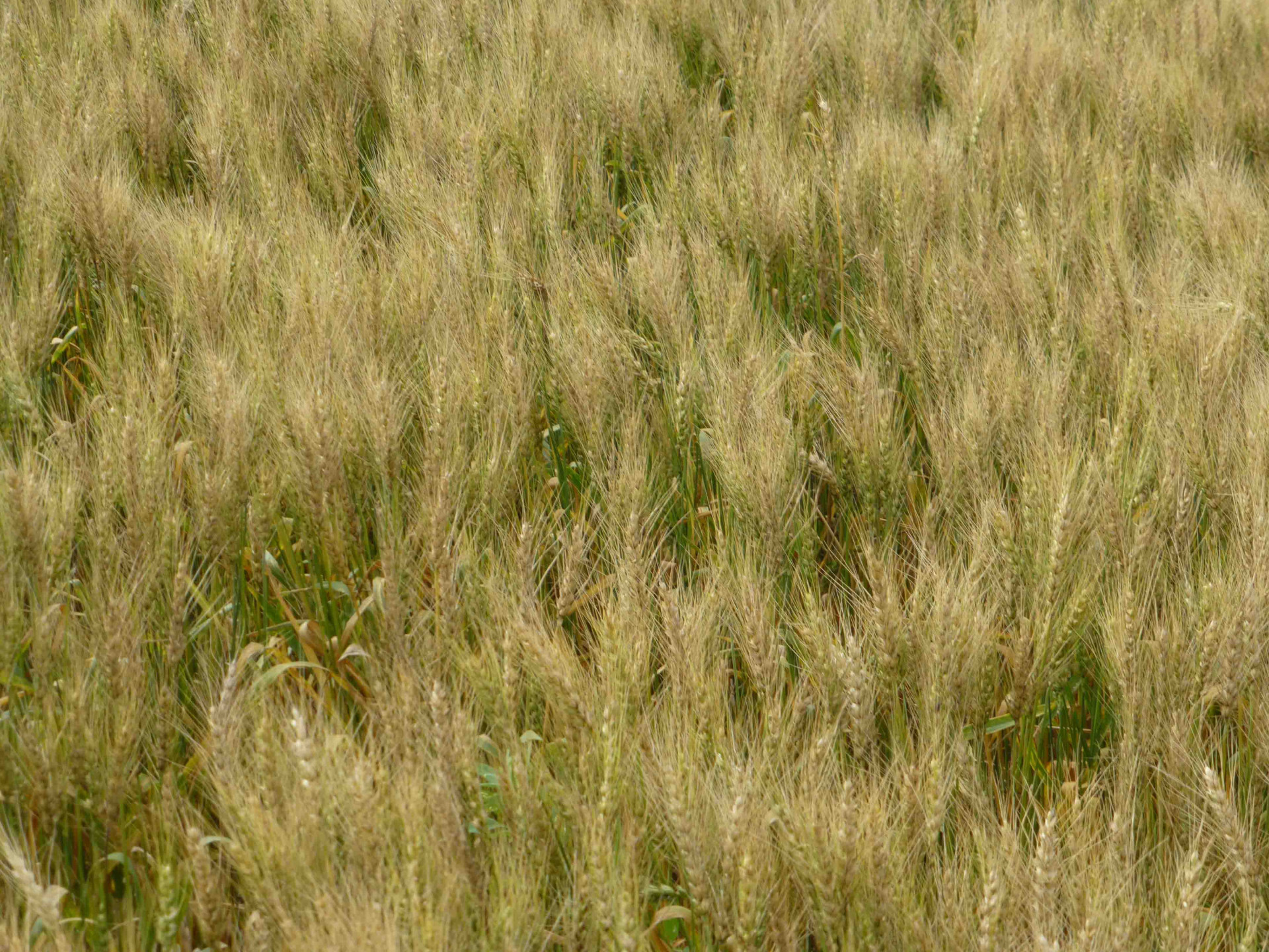 Aster Yellows of Wheat