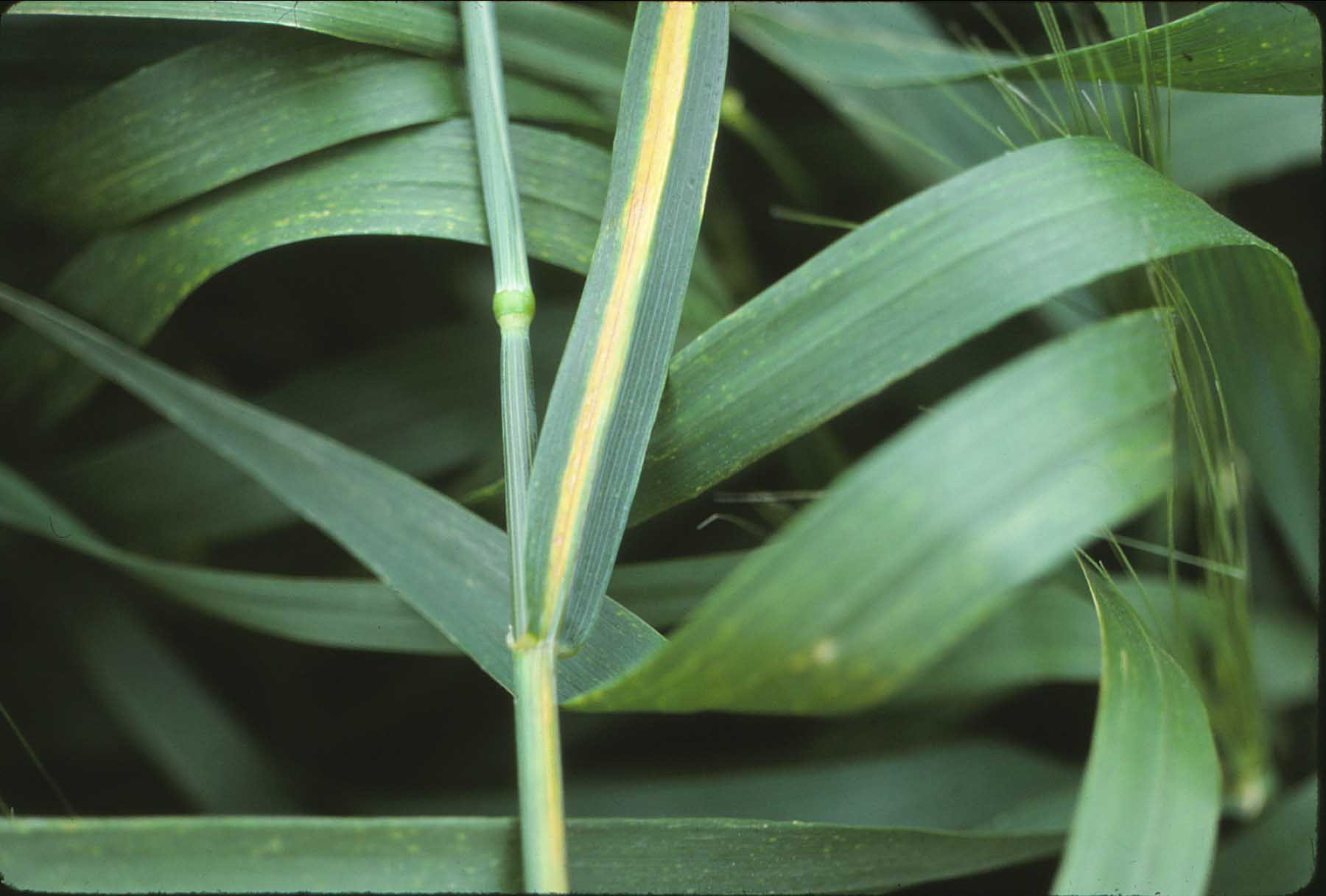 Cephalosporium Stripe of Wheat