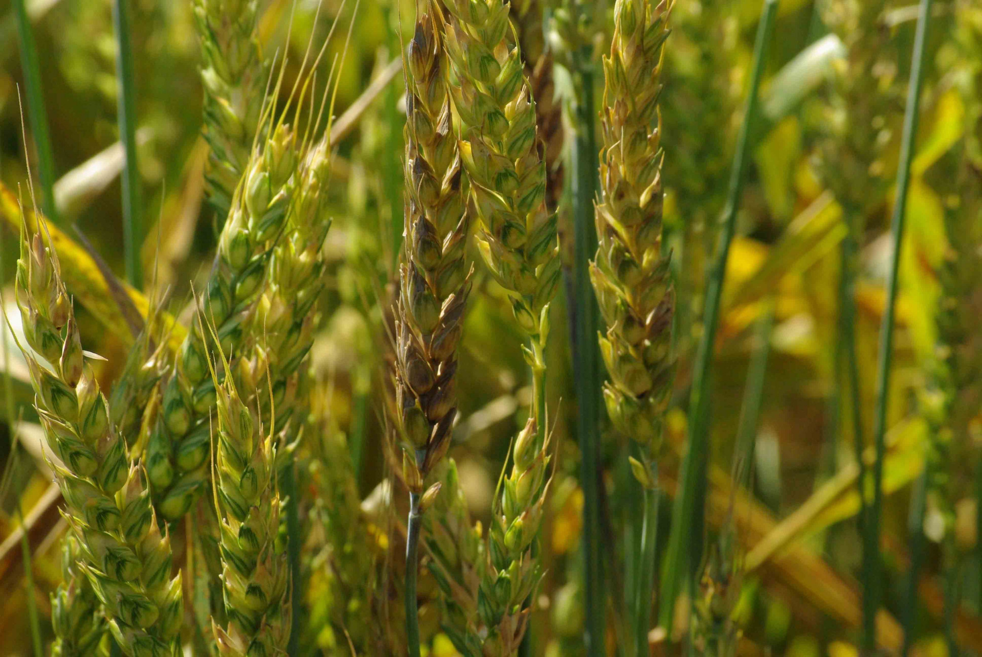 Stagonospora Leaf and Glume Blotch of Wheat