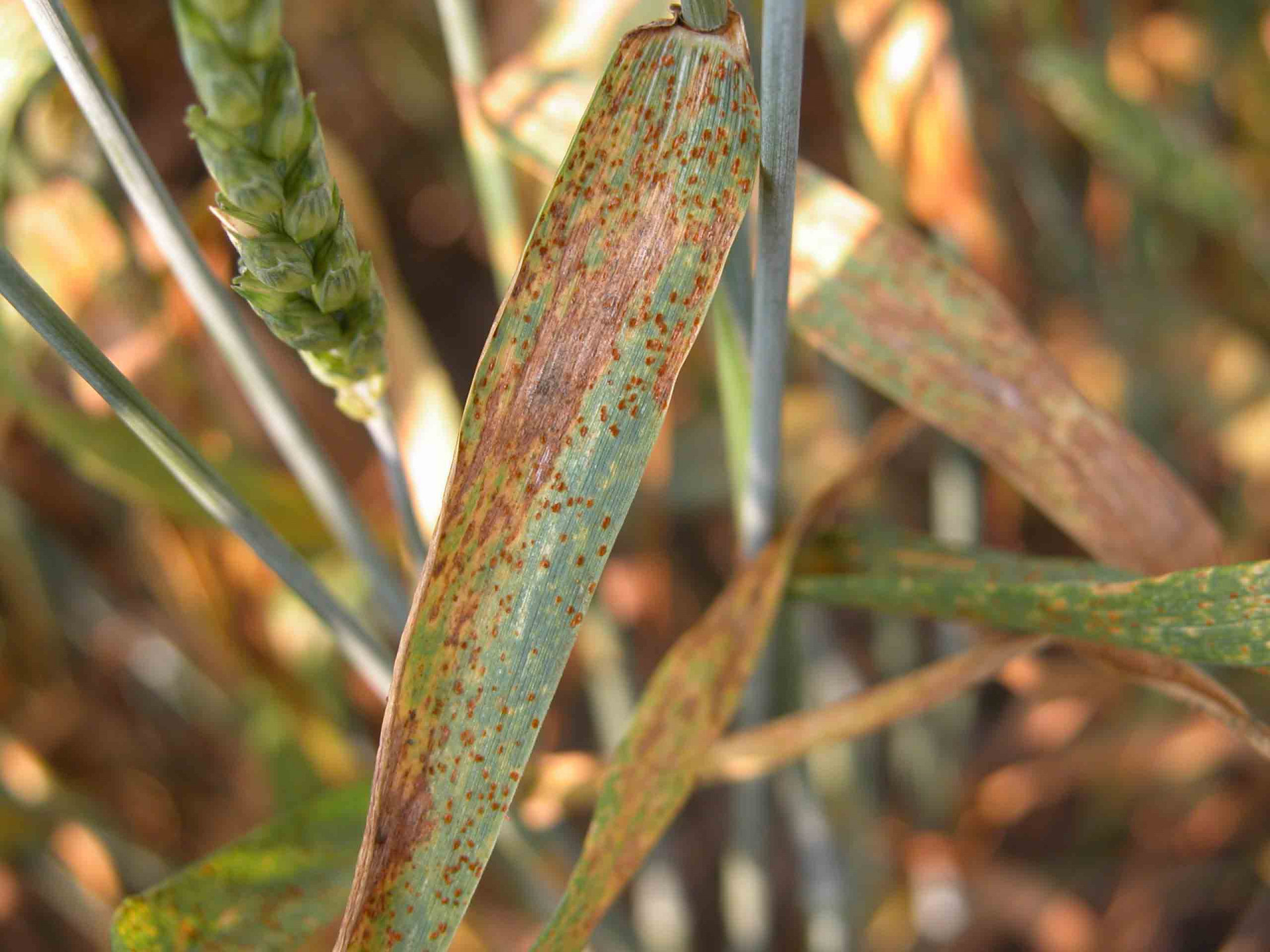 Leaf Rust of Wheat