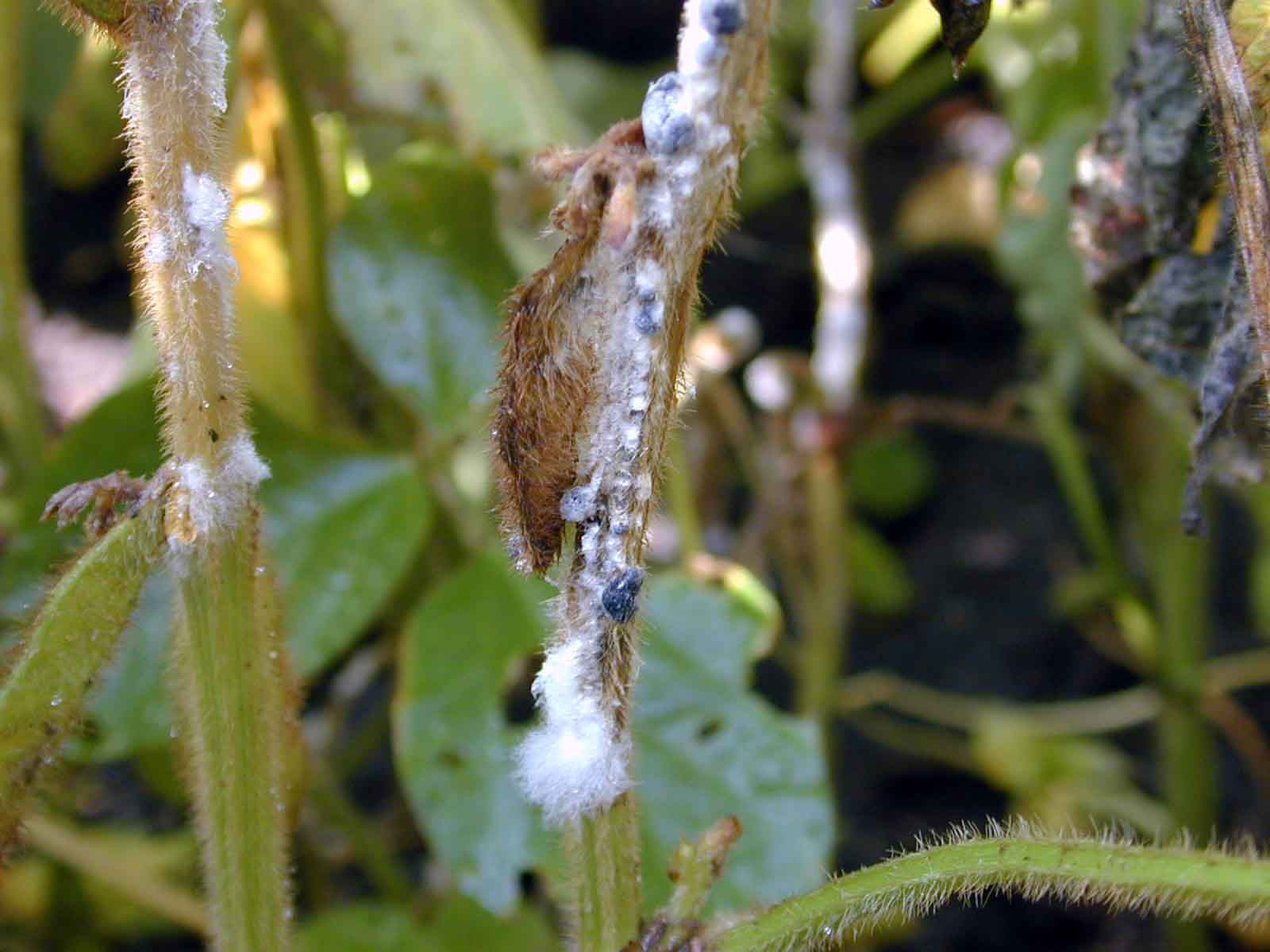 White Mold of Soybean