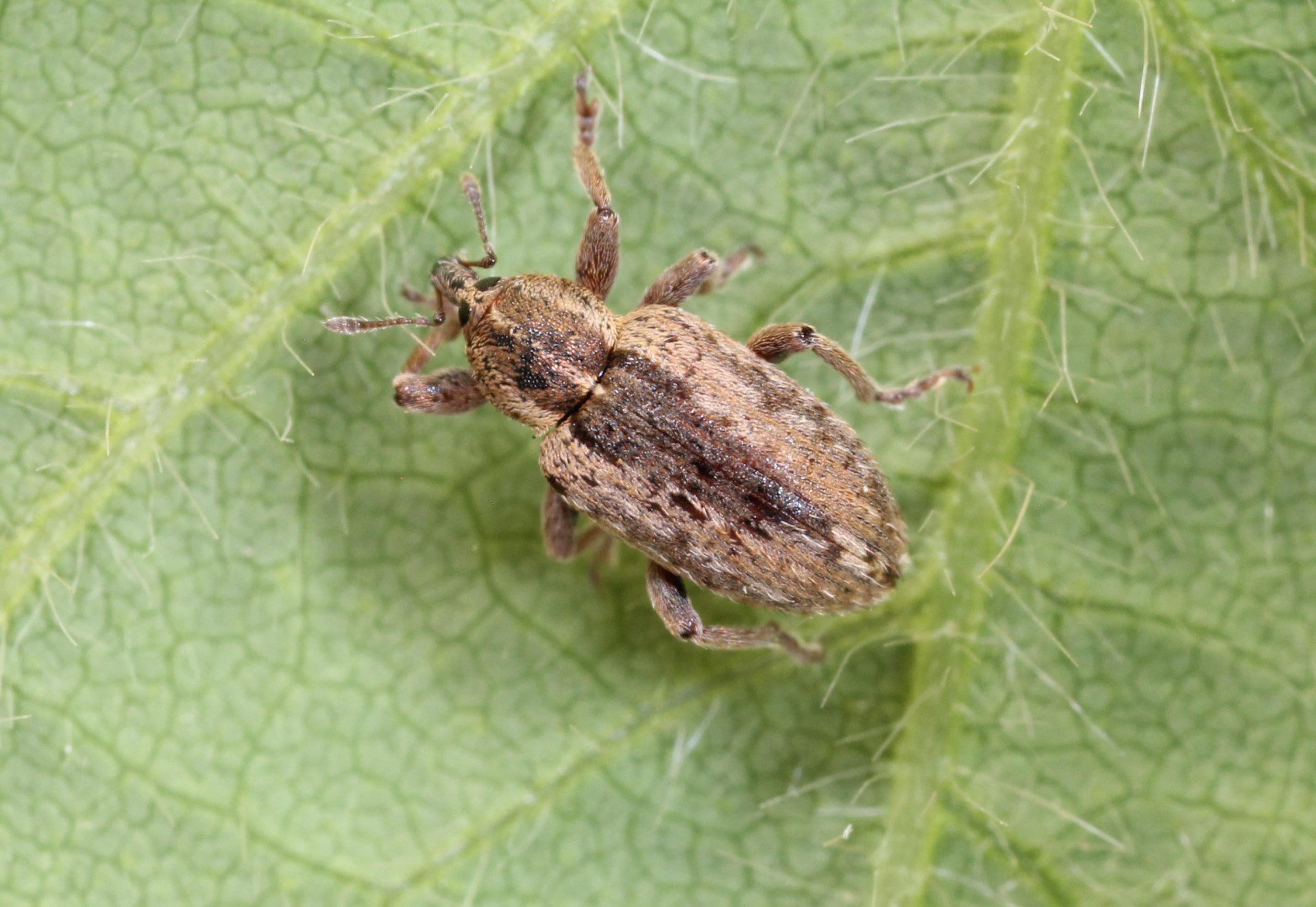 Alfalfa Weevil in Alfalfa