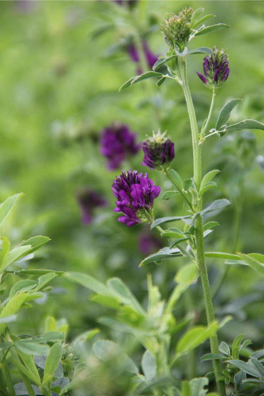Disease Look-alikes and Normal Development of Alfalfa