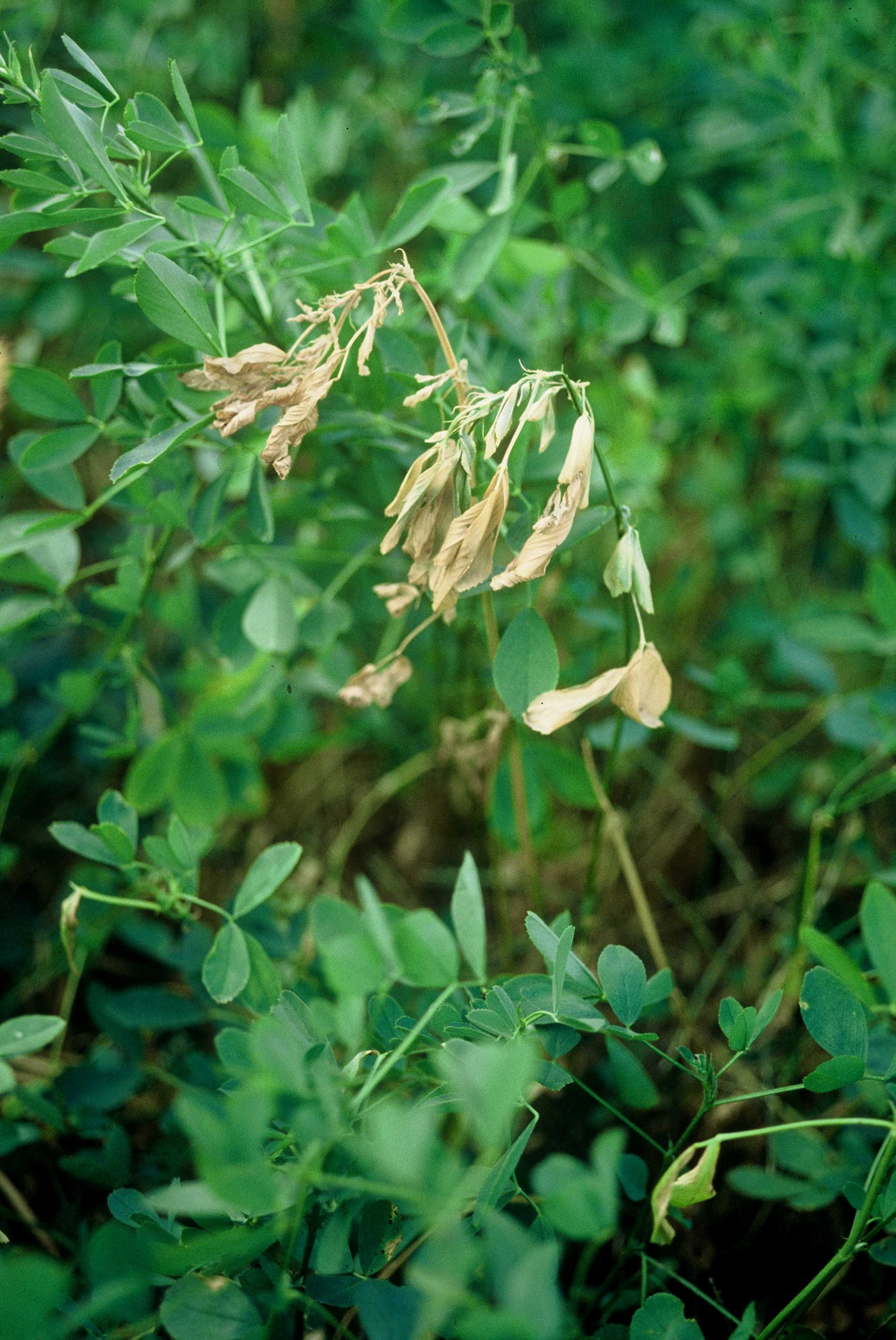 Anthracnose Crown and Stem Rot of Alfalfa
