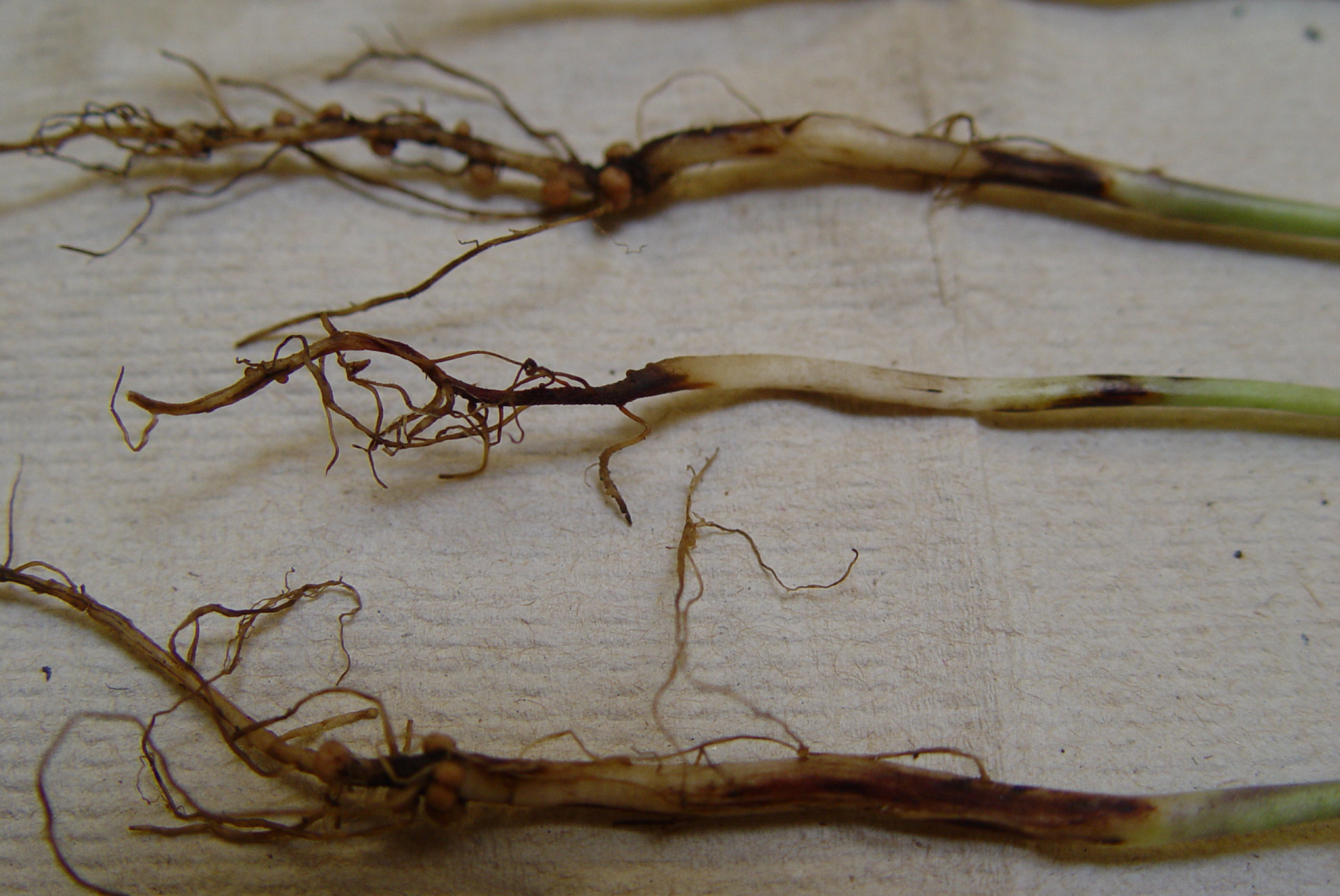 Fusarium Root Rot and Wilt of Soybean