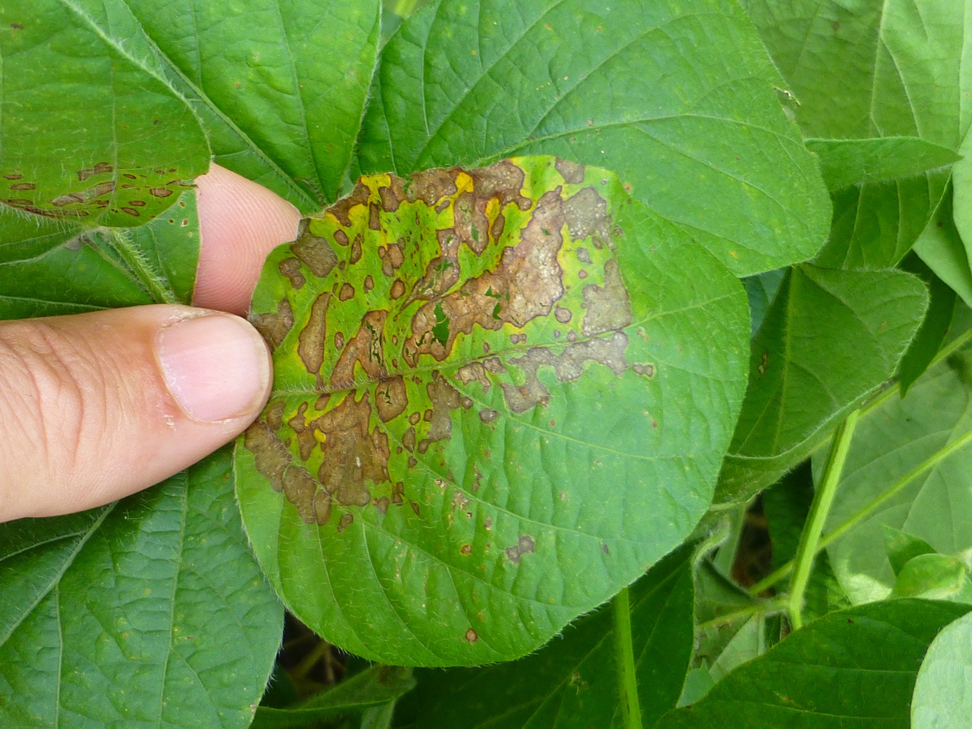 Phyllosticta Leaf Spot of Soybean