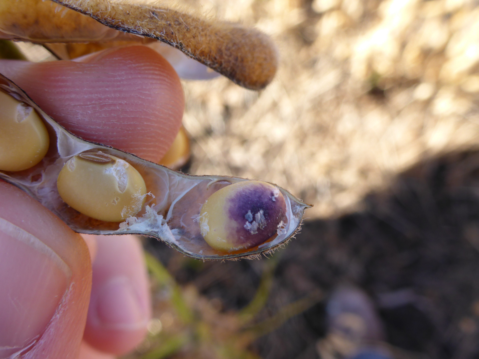 Purple Seed Stain of Soybean