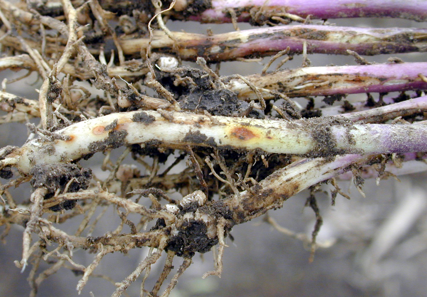 Rhizoctonia Seedling Blight and Root Rot of Soybean