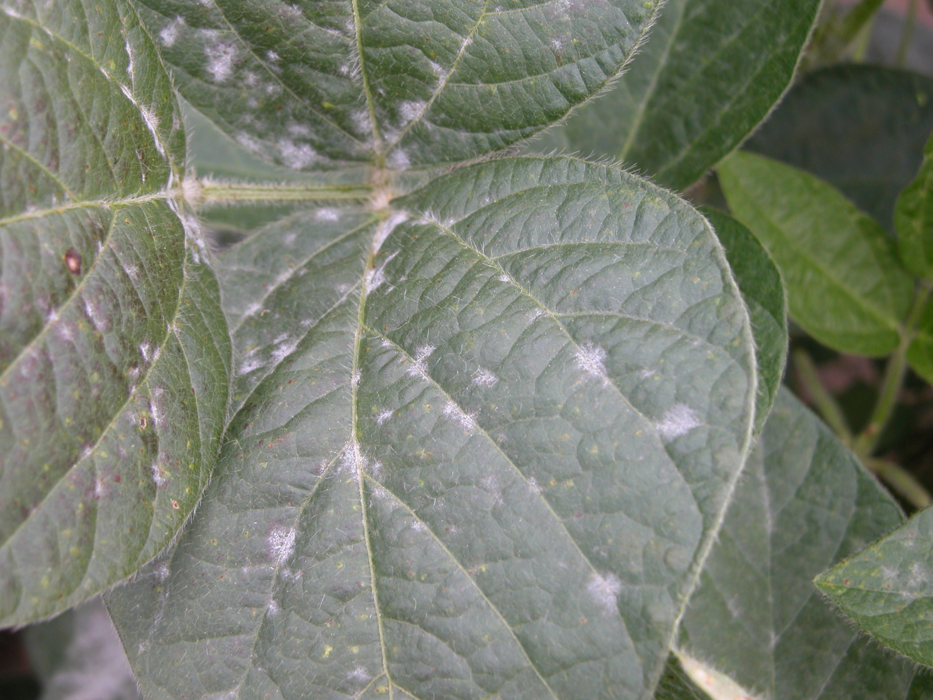 Powdery Mildew of Soybean