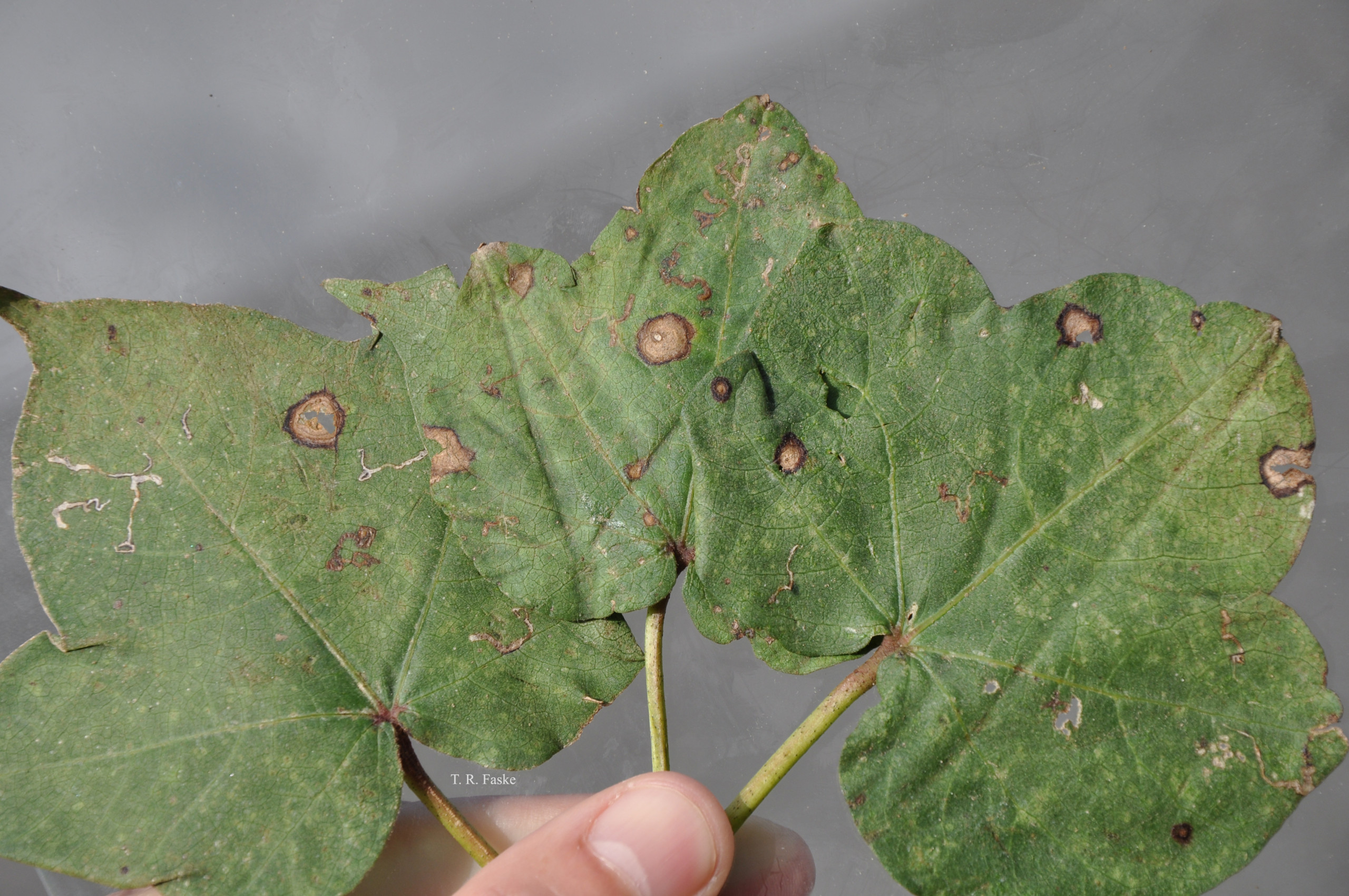Ascochyta Blight of Cotton