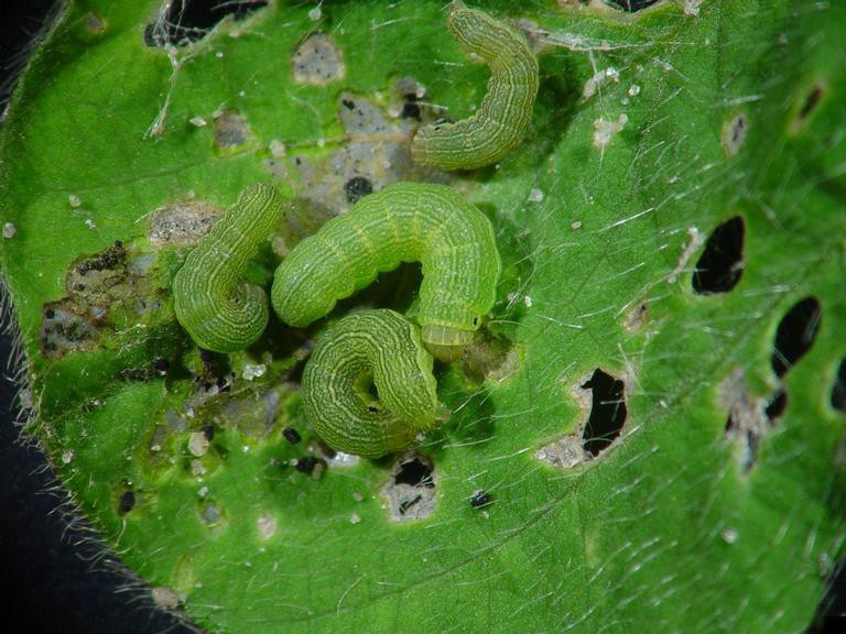 Beet Armyworm in Soybean