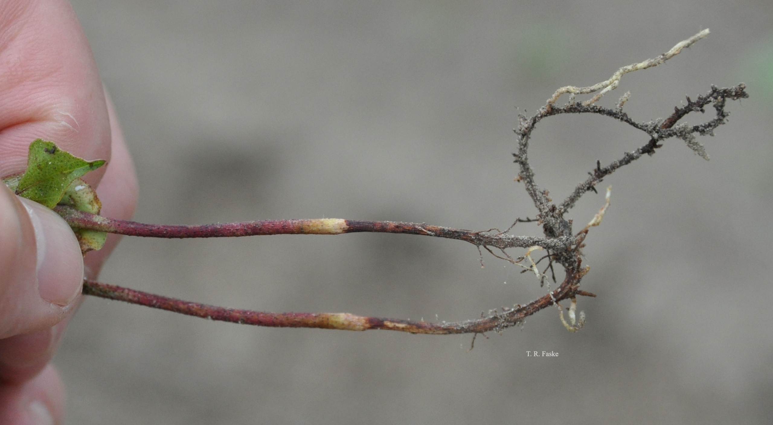 Black Root Rot of Cotton