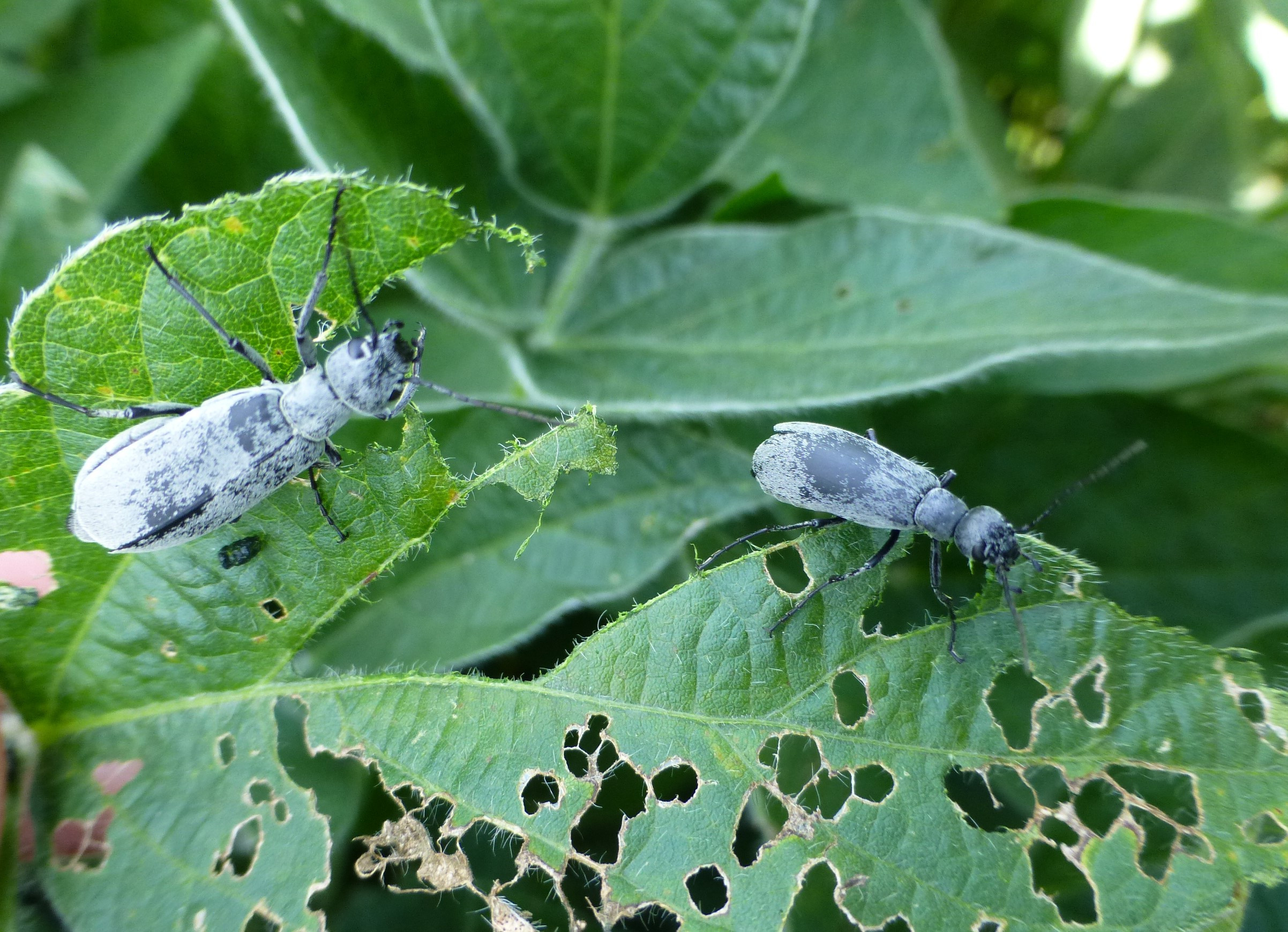 Blister Beetles in Soybean