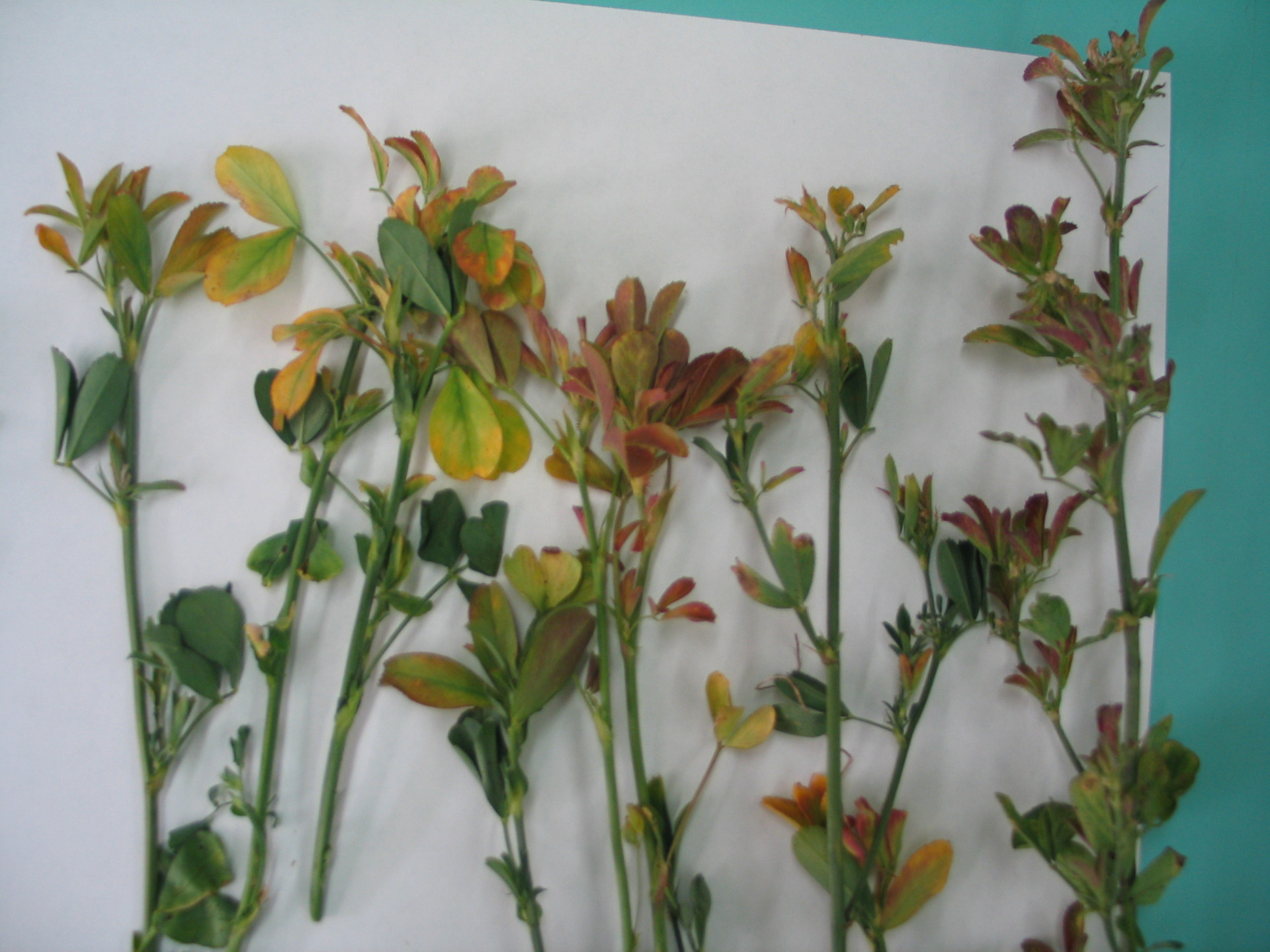 Boron Deficiency in Alfalfa