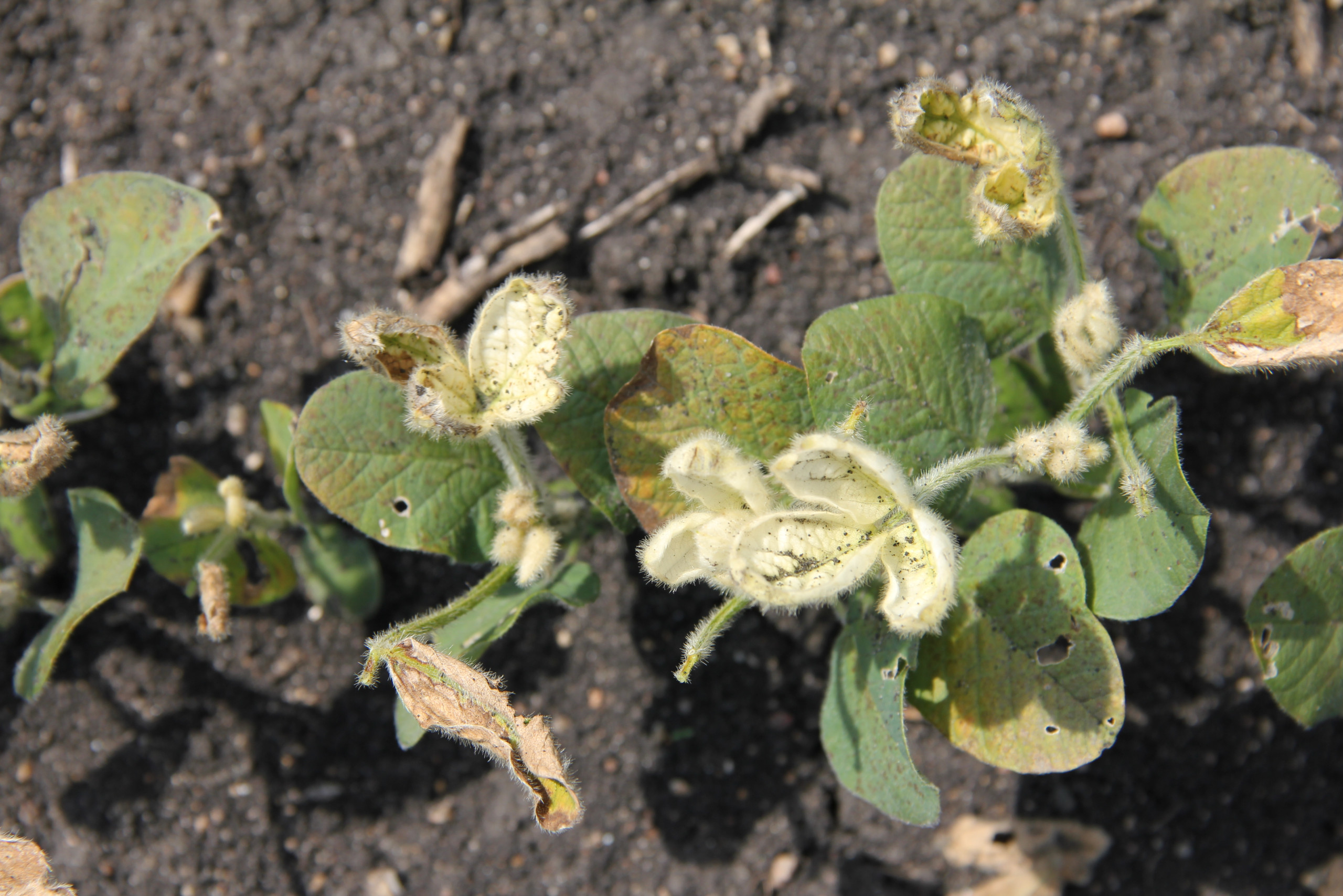 HPPD (HG 27) Inhibitor Herbicide Injury in Soybean
