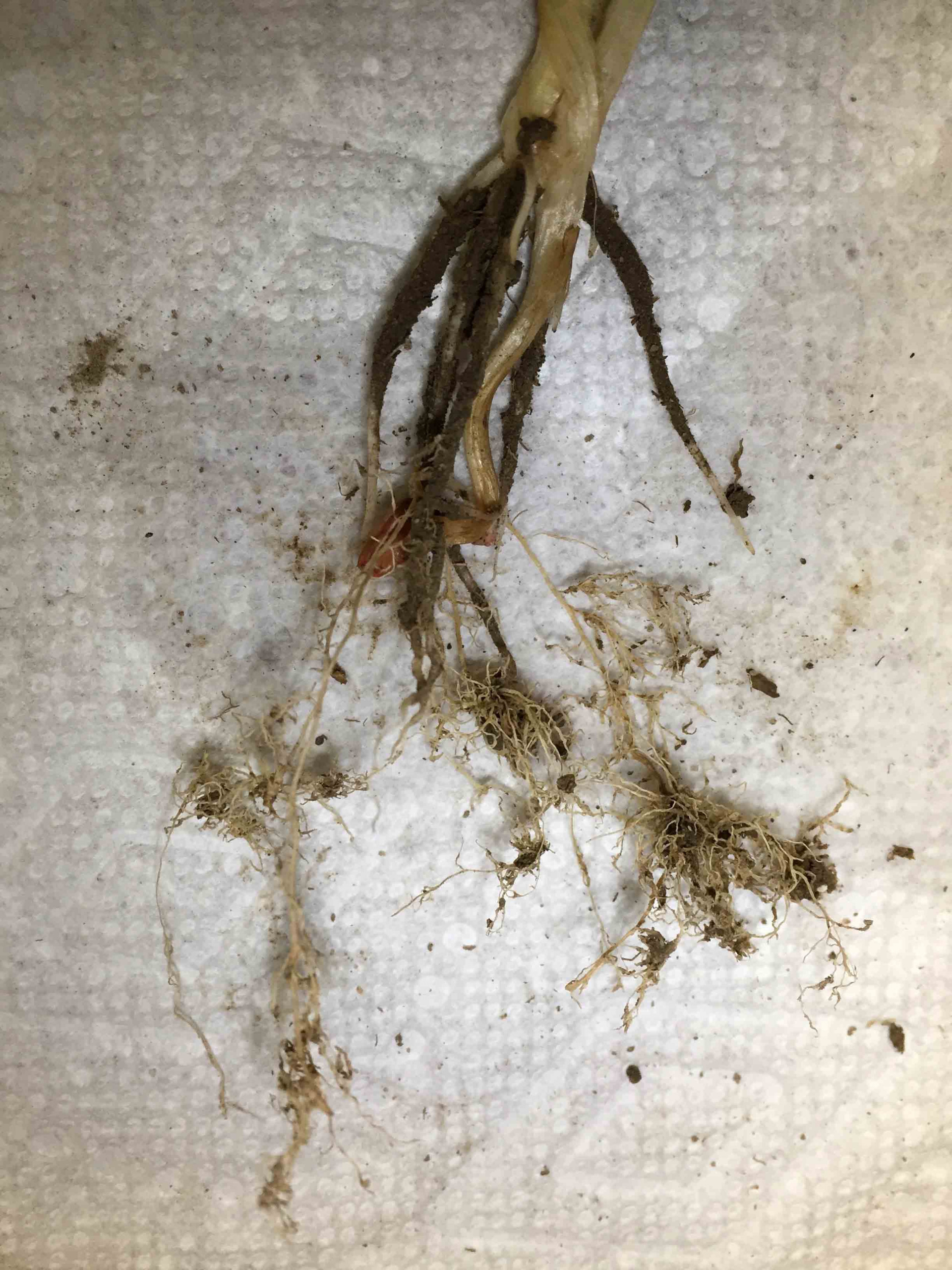 Cereal Cyst Nematode of Wheat