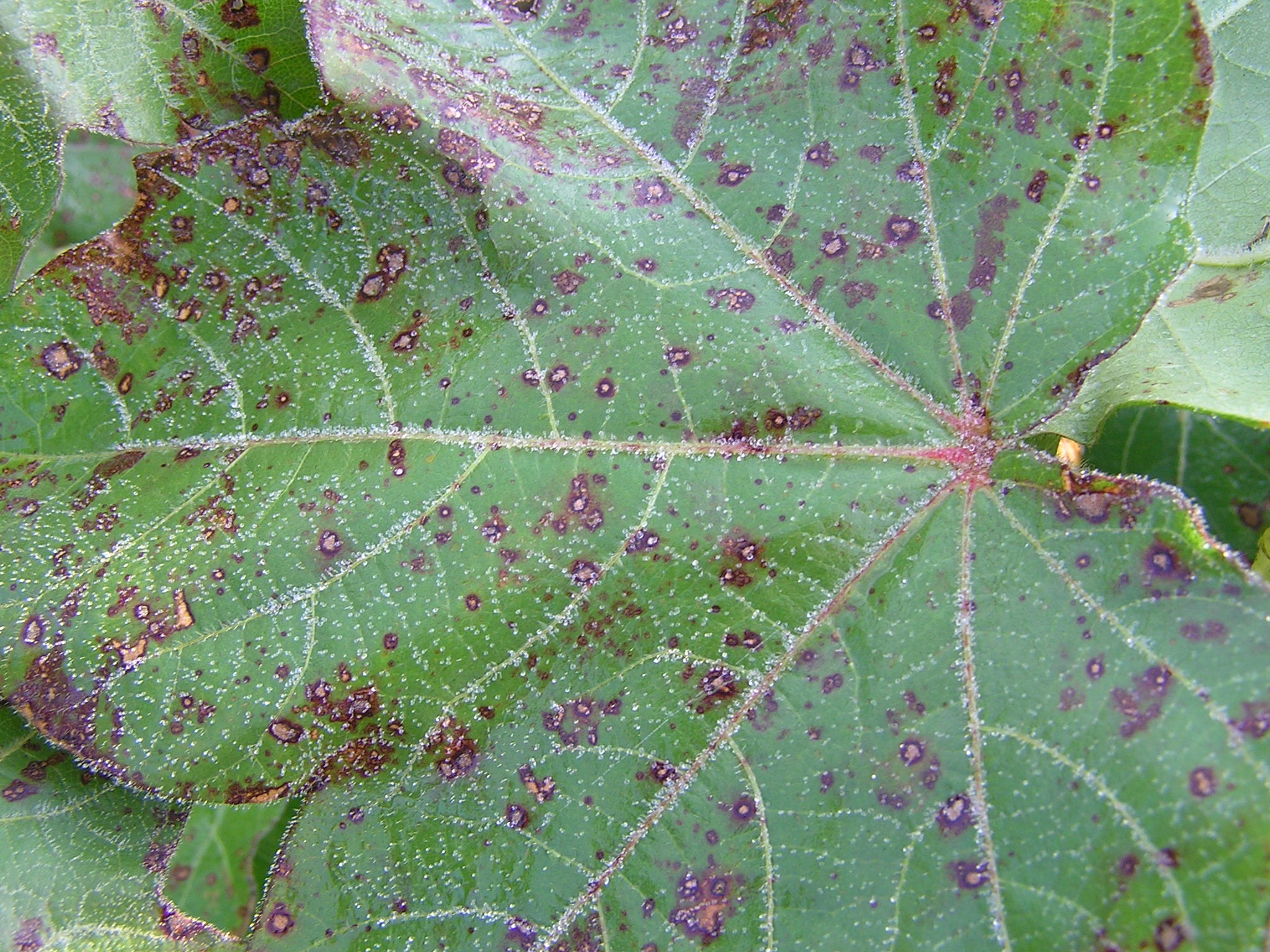 Cercospora Leaf Spot of Cotton