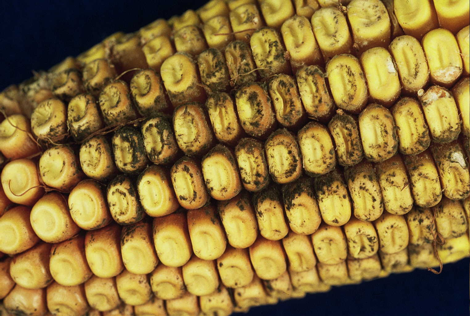 Cladosporium Ear Rot of Corn