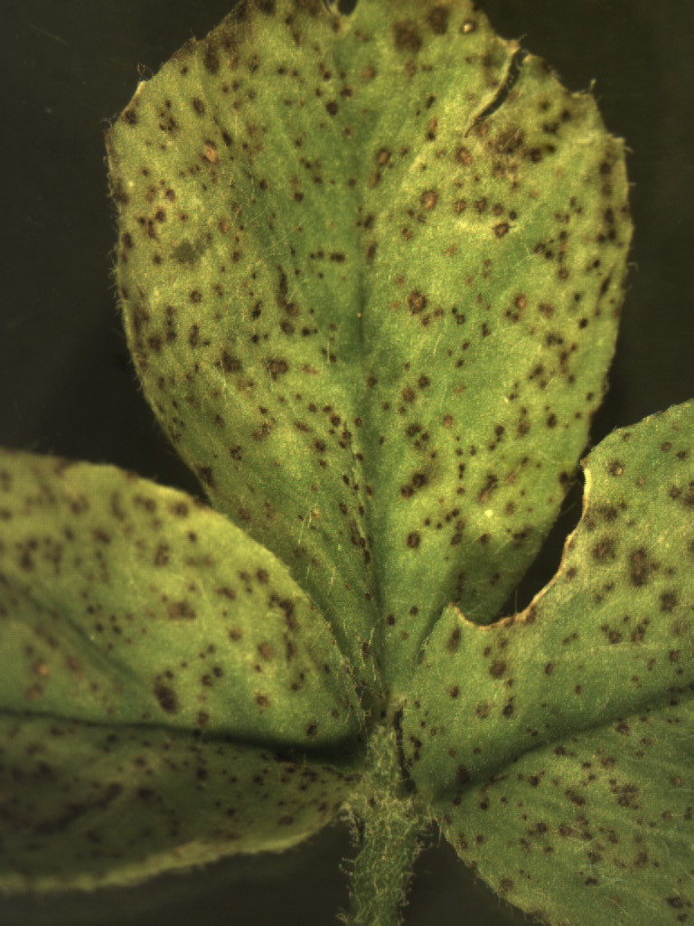 Spring Black Stem and Leaf Spot of Alfalfa