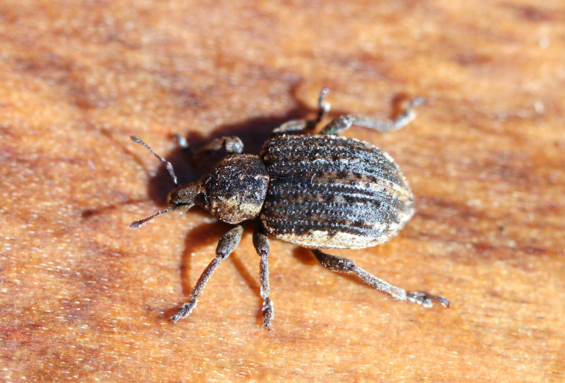 Clover Leaf Weevil in Alfalfa