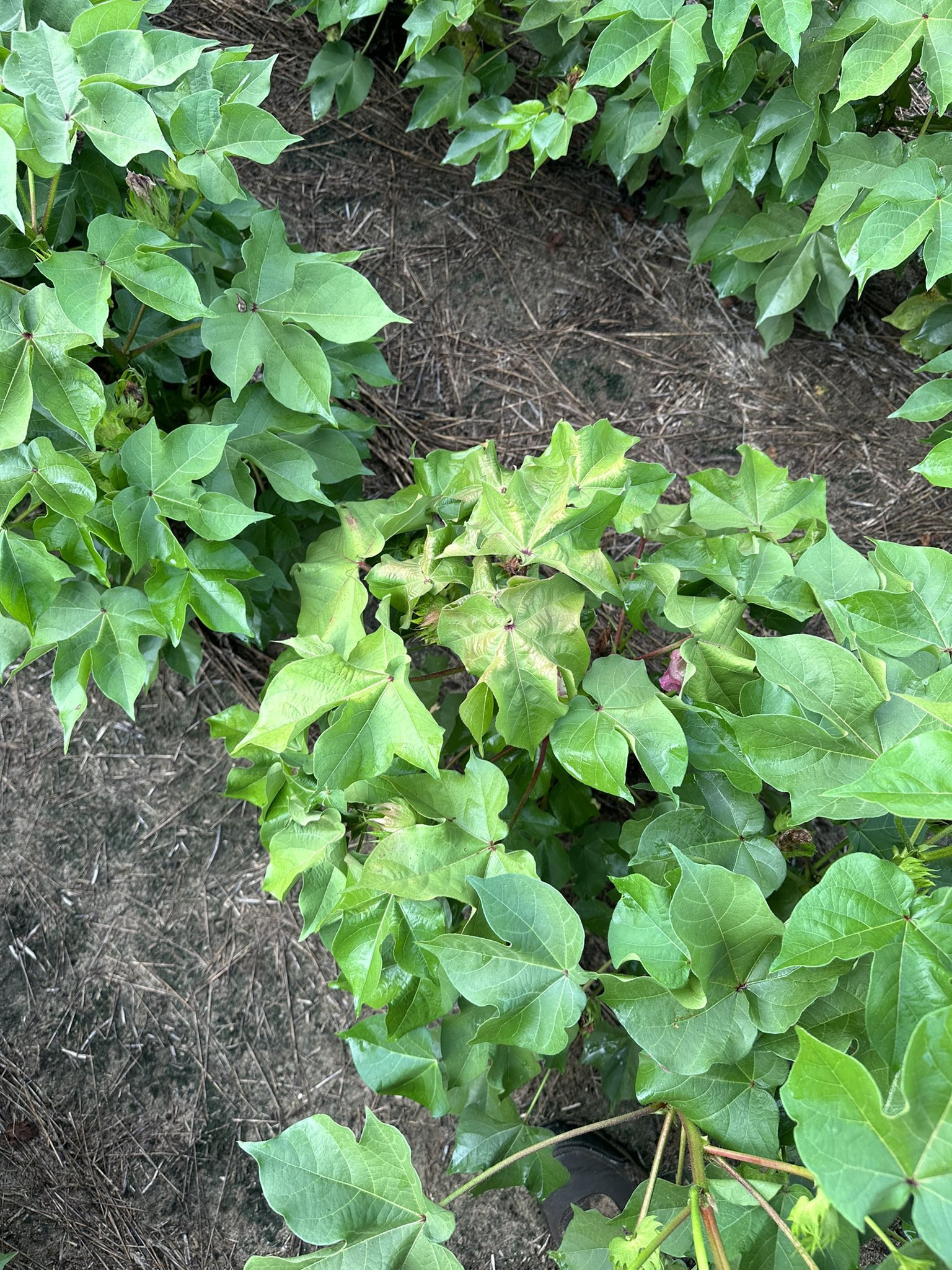 Cotton Leafroll Dwarf Virus of Cotton