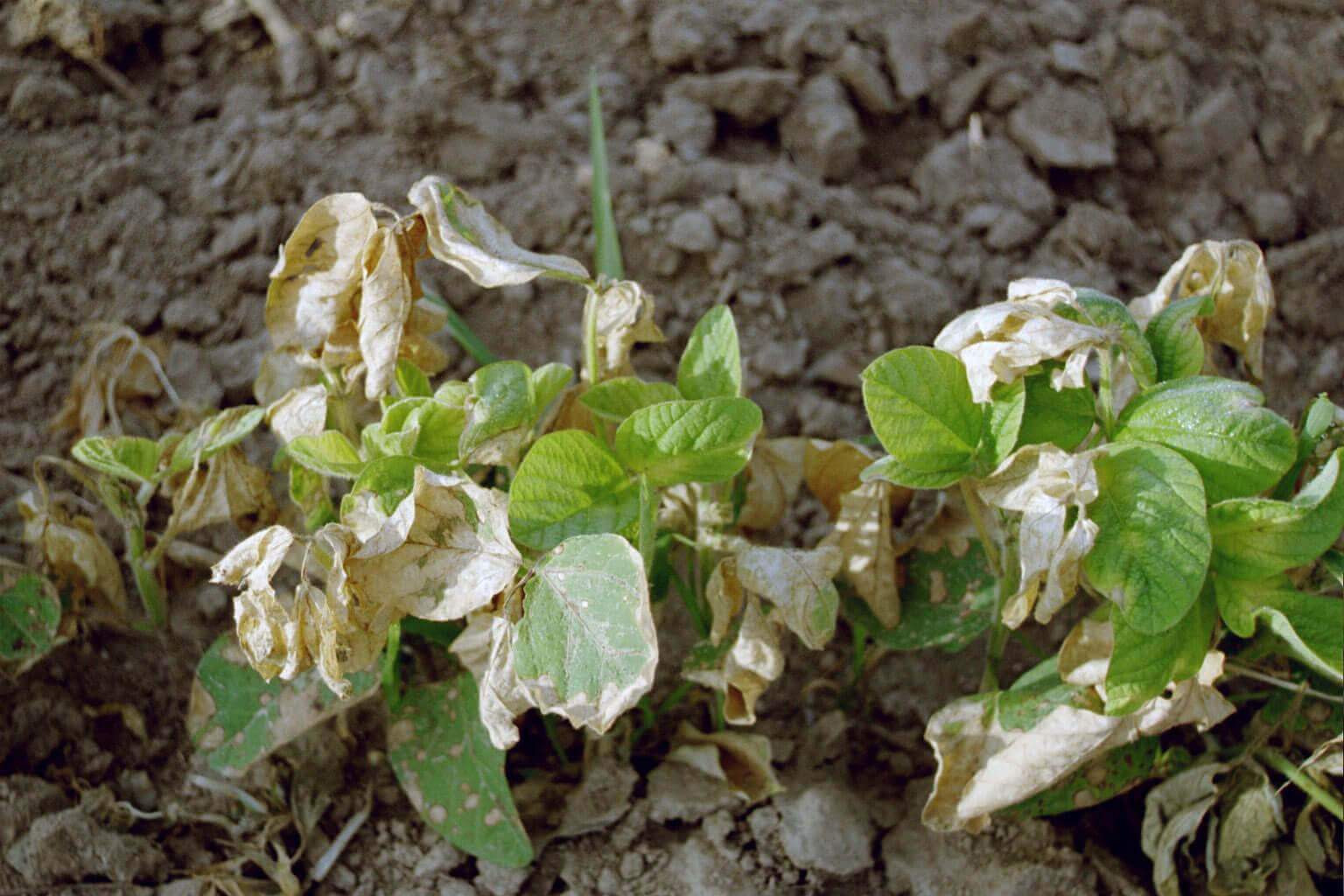 Photosystem I Electron Diverter (HG 22) Herbicide Injury in Soybean