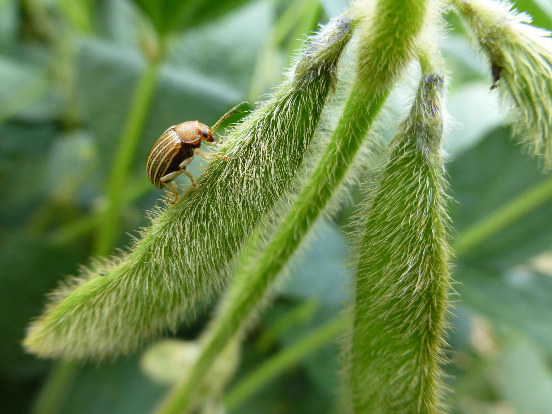Colaspis Beetles in Soybean