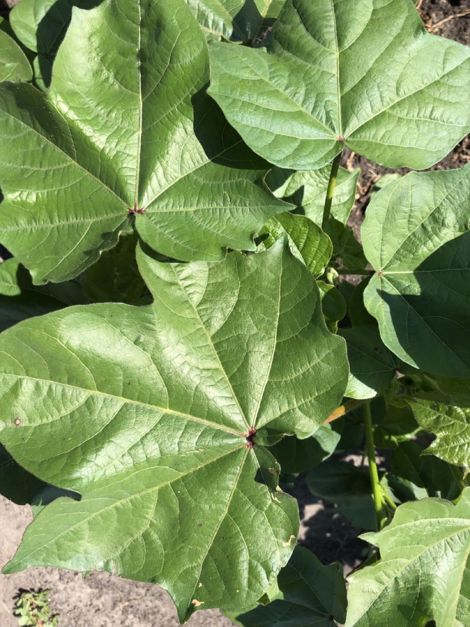Phymatotrichopsis Root Rot of Cotton