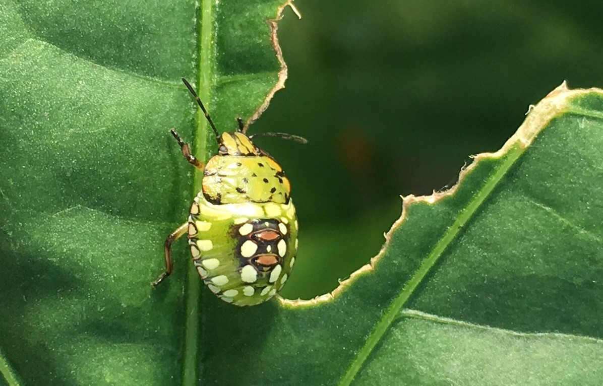 Southern Green Stink Bug in Soybean