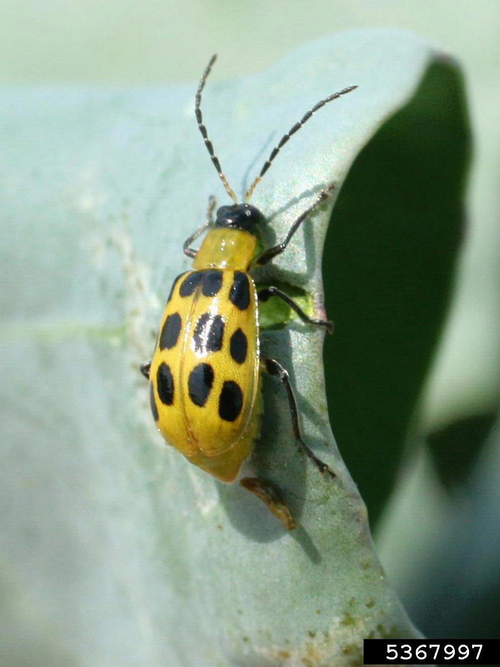 Southern Corn Rootworm in Soybean