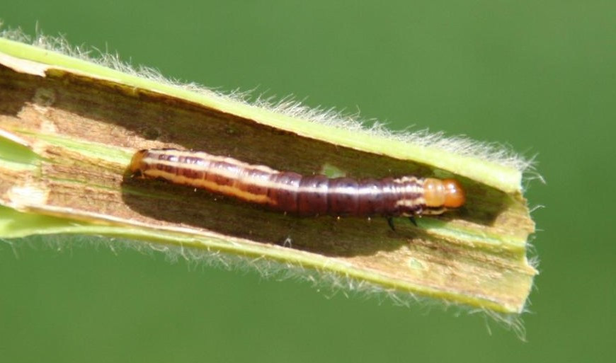 Stalk Borer in Soybean