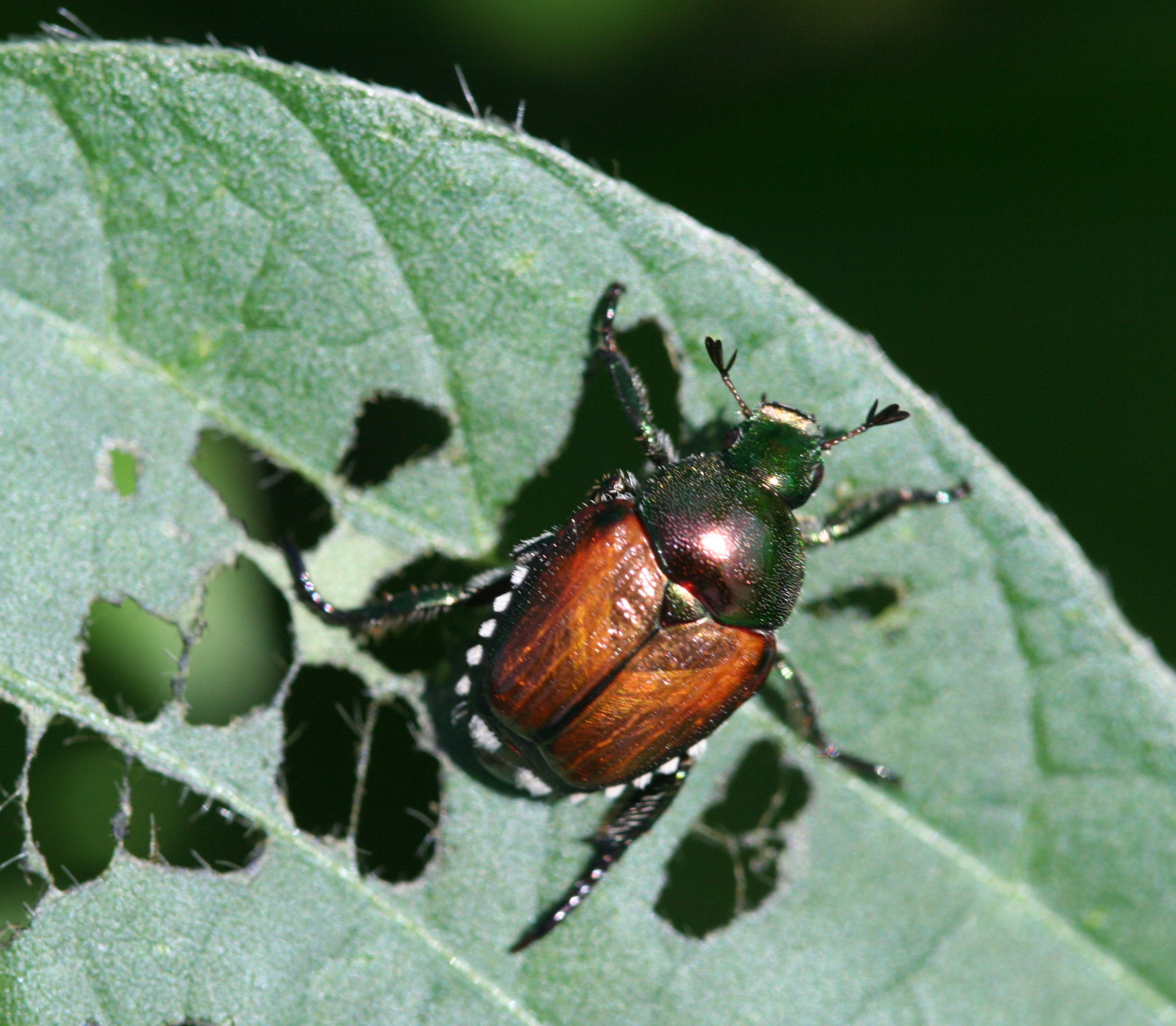 Japanese Beetle in Soybean