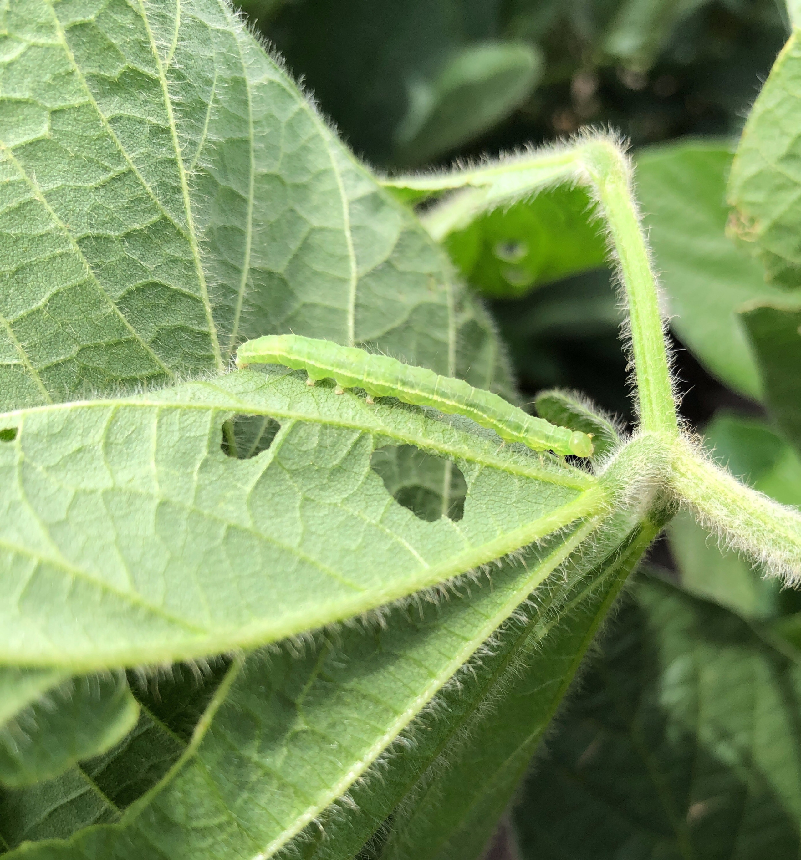 Green Cloverworm in Soybean