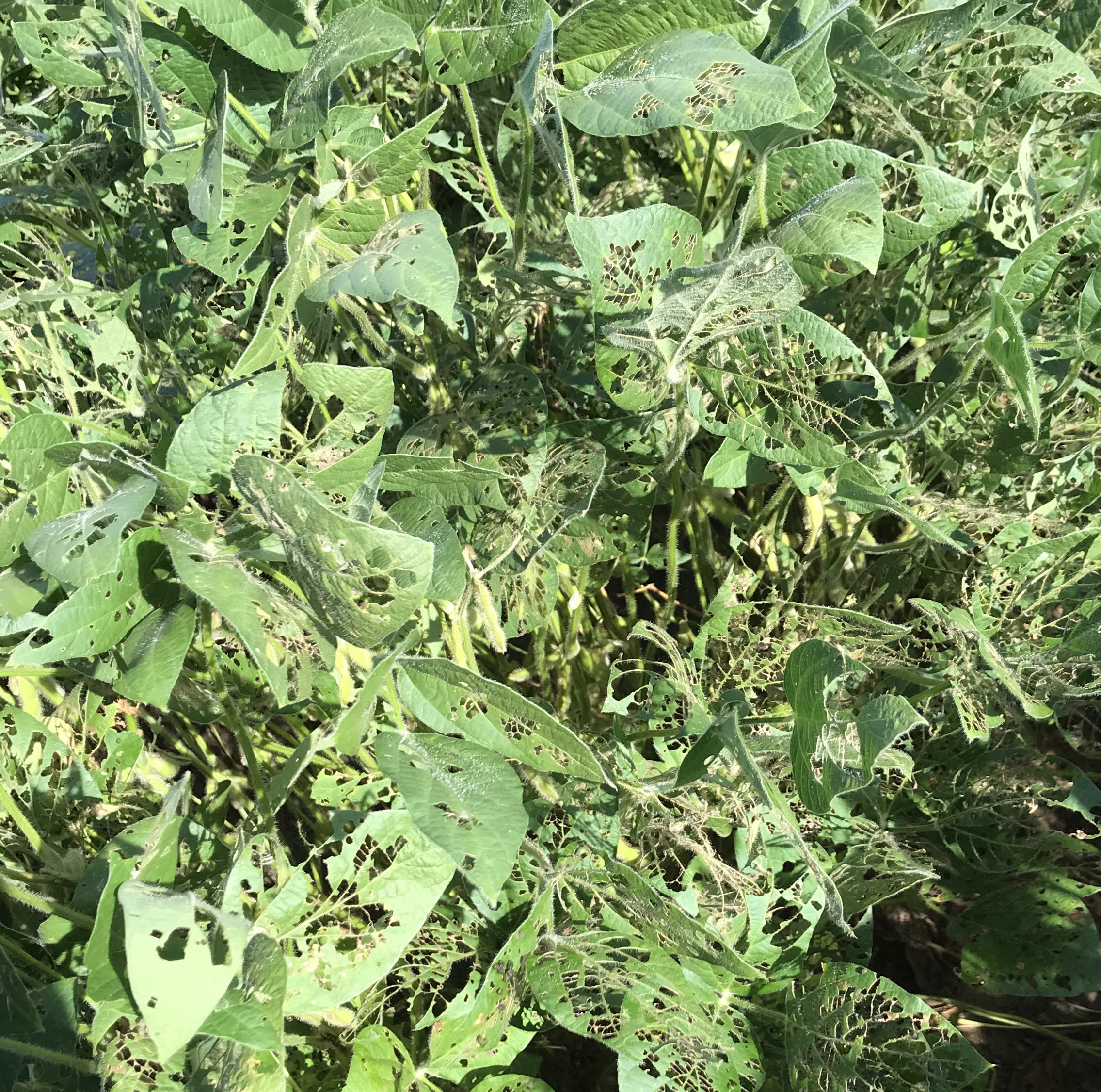 Cabbage and Soybean Loopers in Soybean
