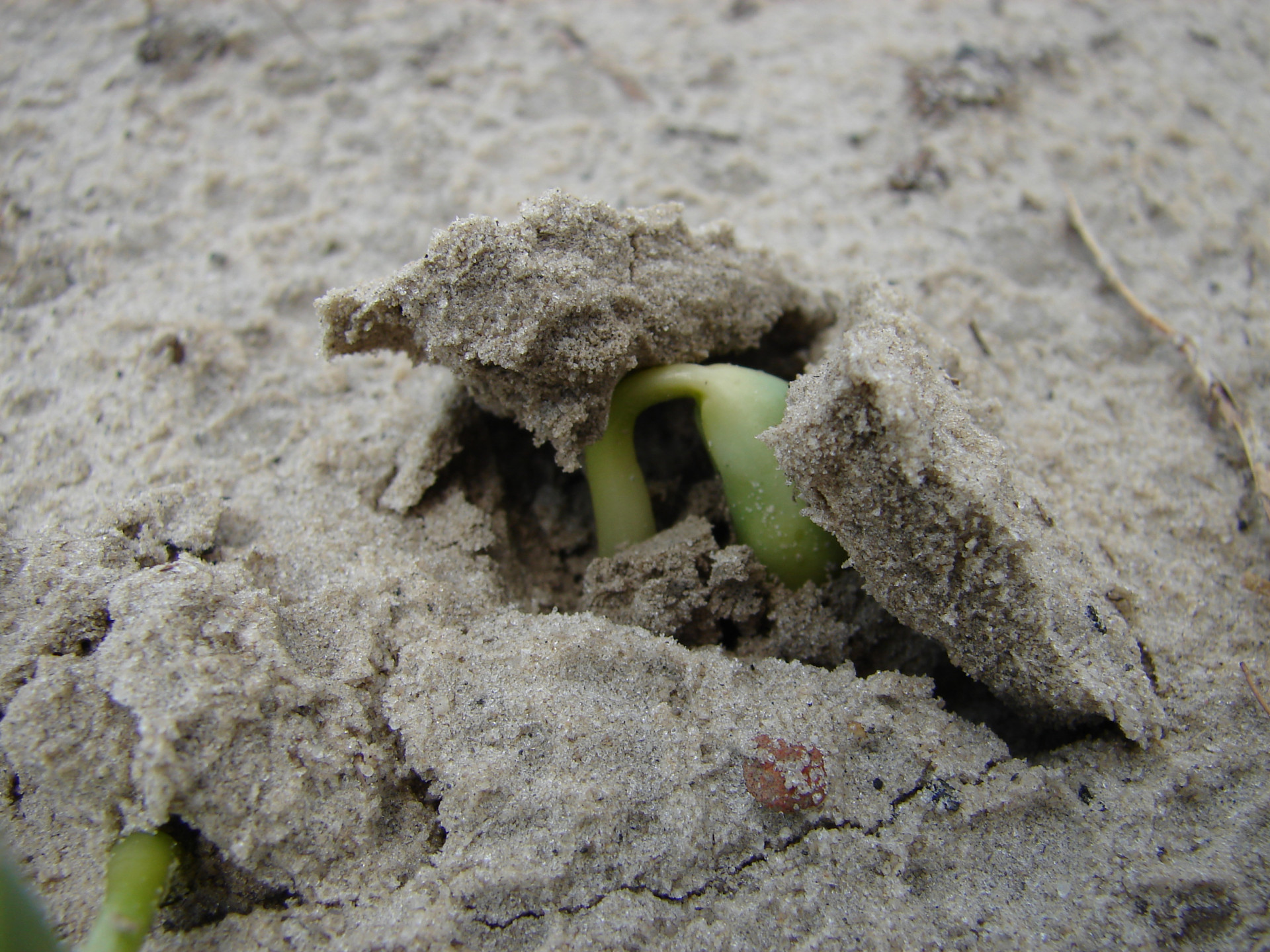 Soil Crusting in Soybean