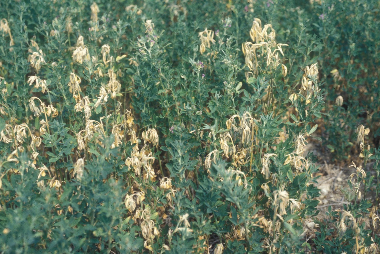 Frost Injury in Alfalfa