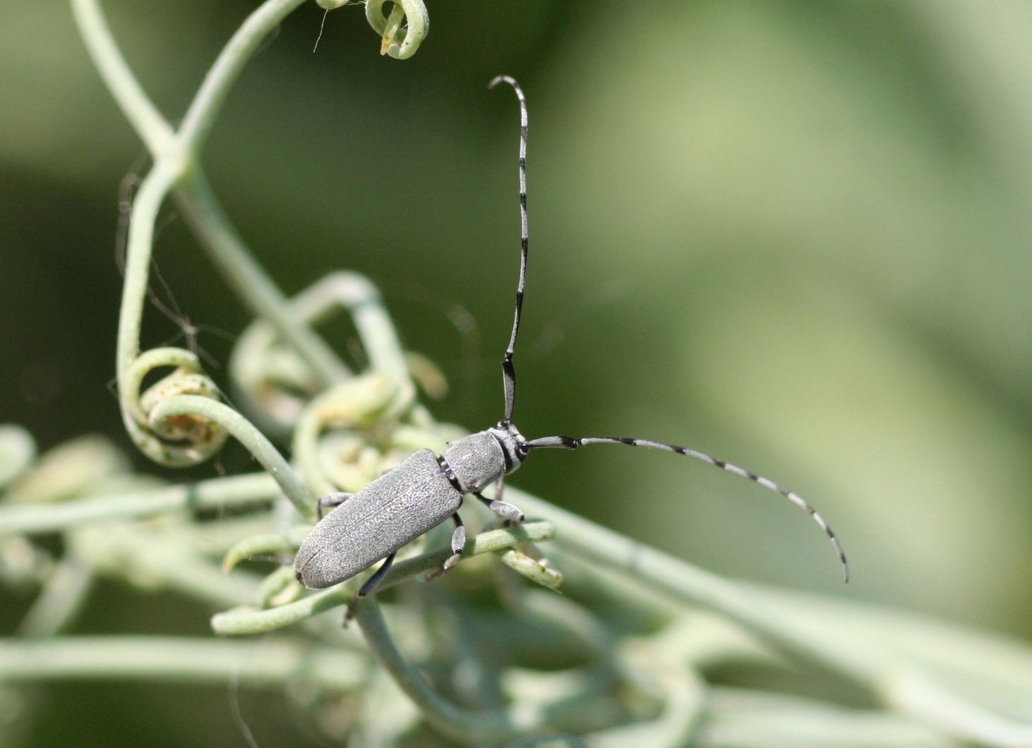 Dectes Stem Borer in Soybean